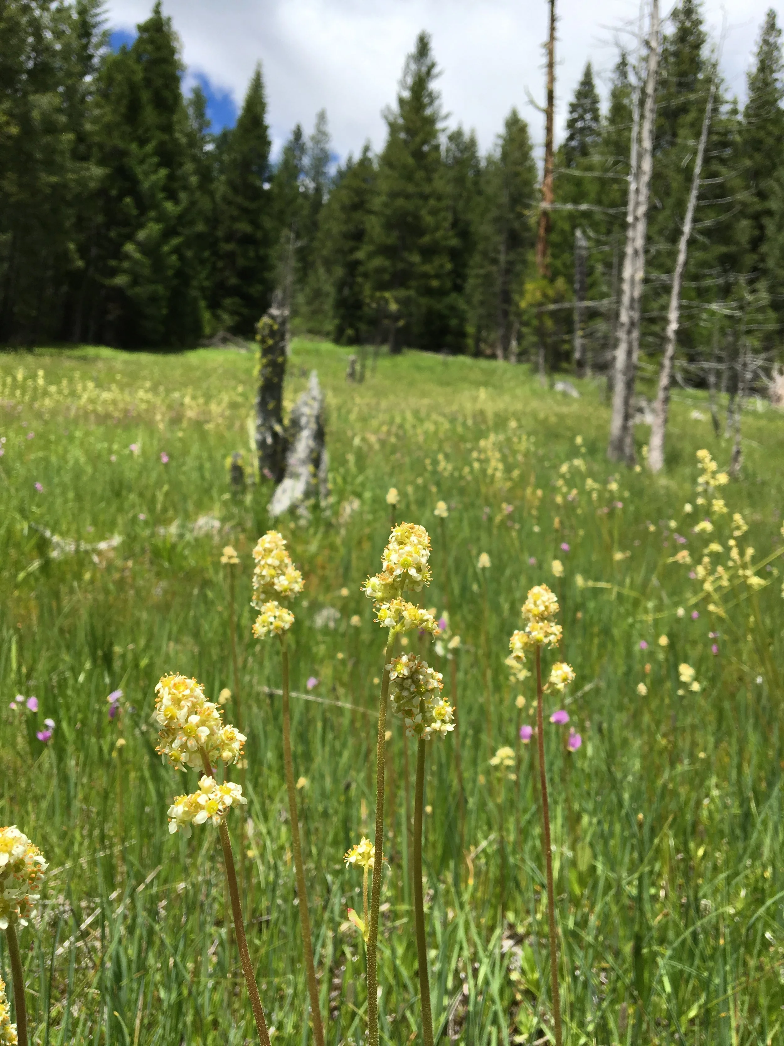 Murderous plants--botanical predators that hunt on our planet