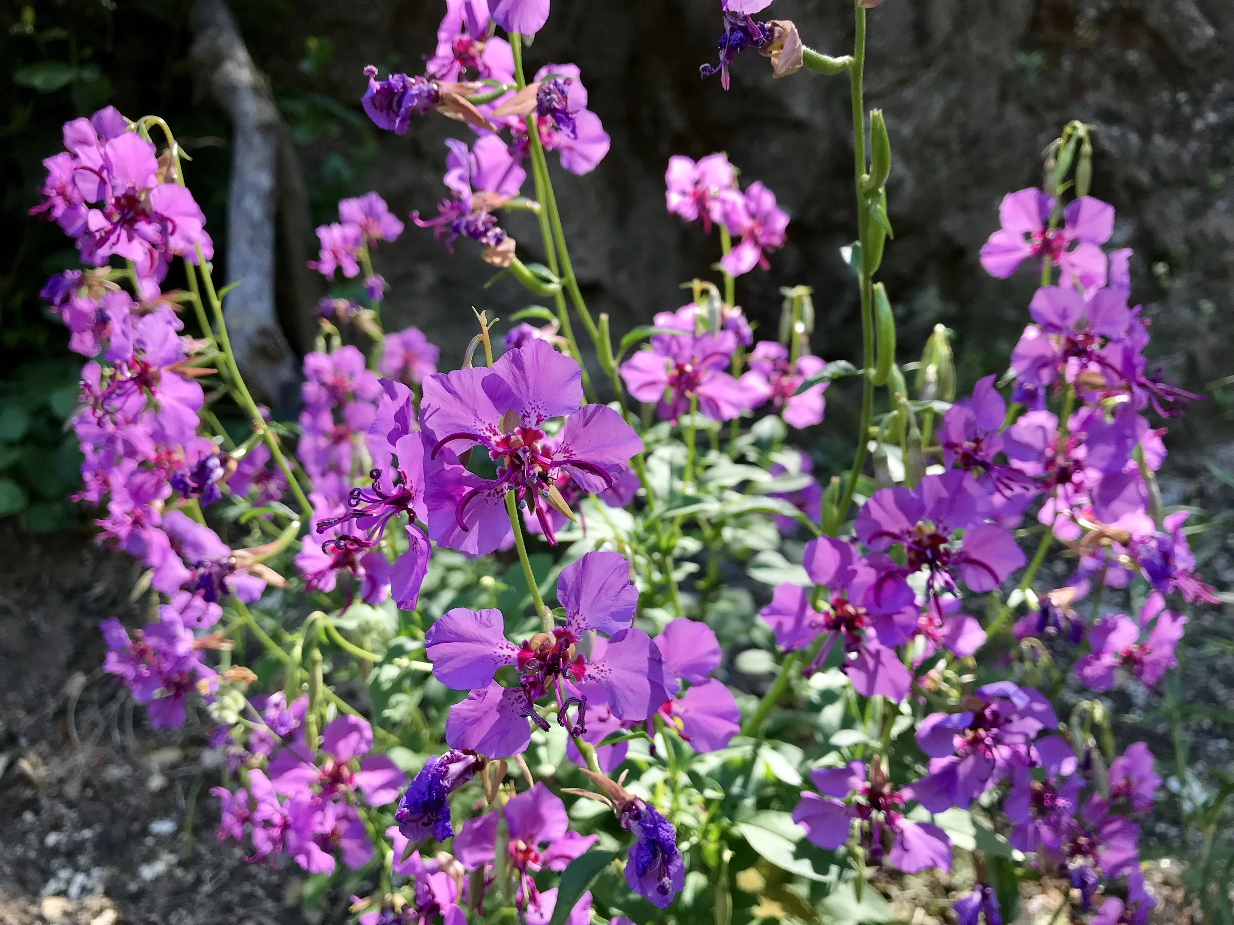 The Genus Clarkia – Botanical Adventures and Conservation Potential