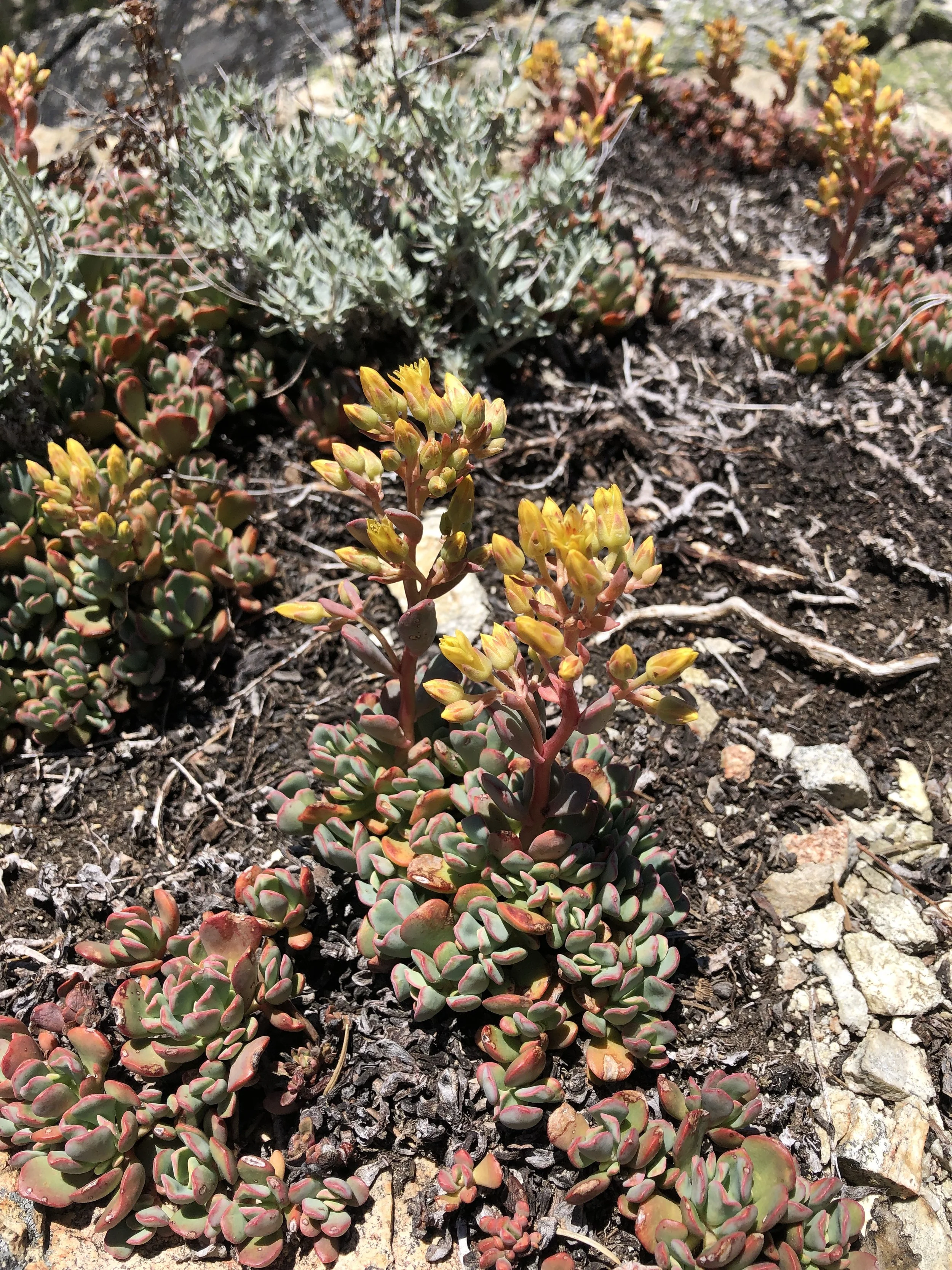 Stonecrops of Sedum section Gormania