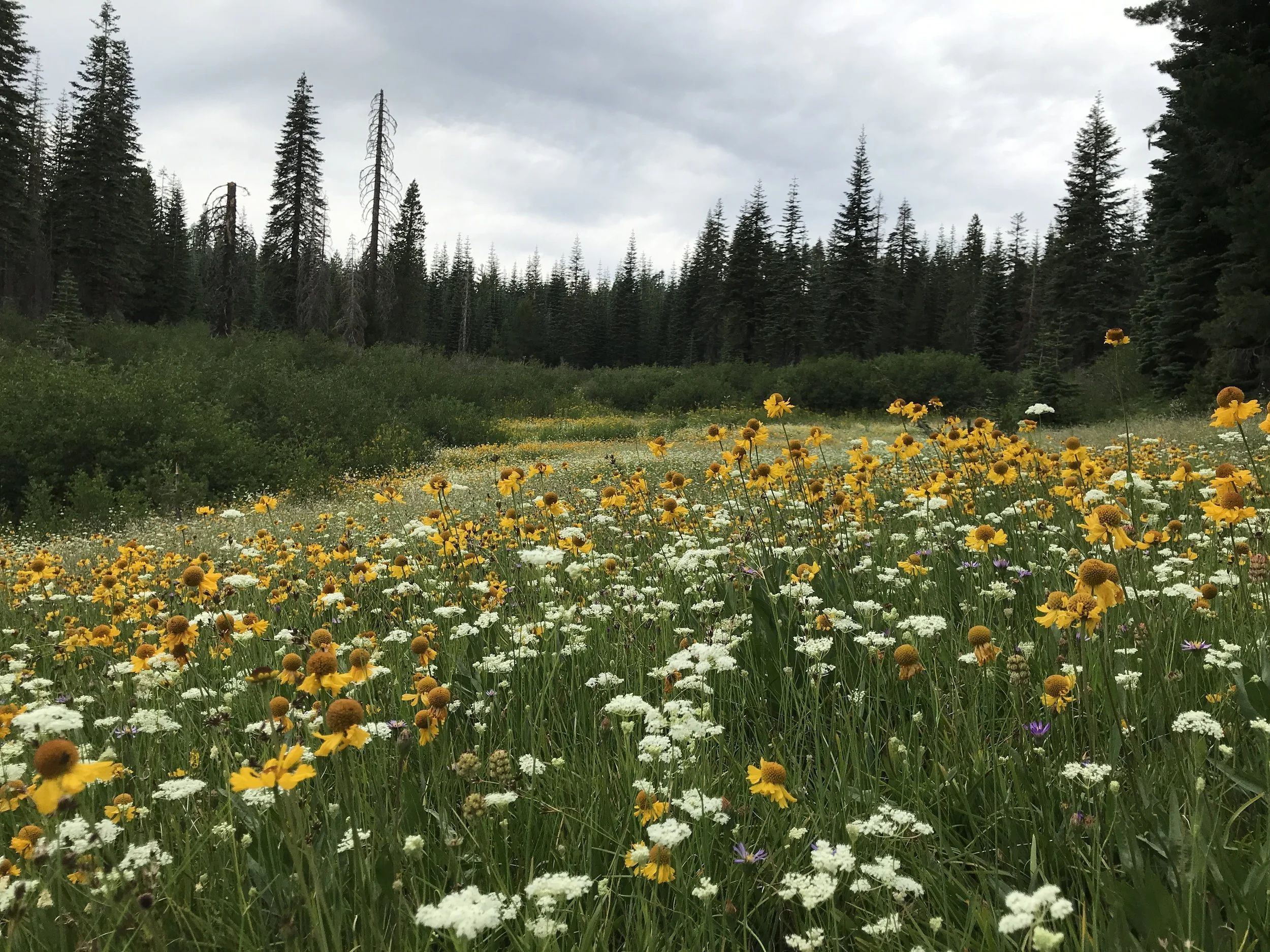 New Calflora Tools for Your Native Plant Ventures and Adventures