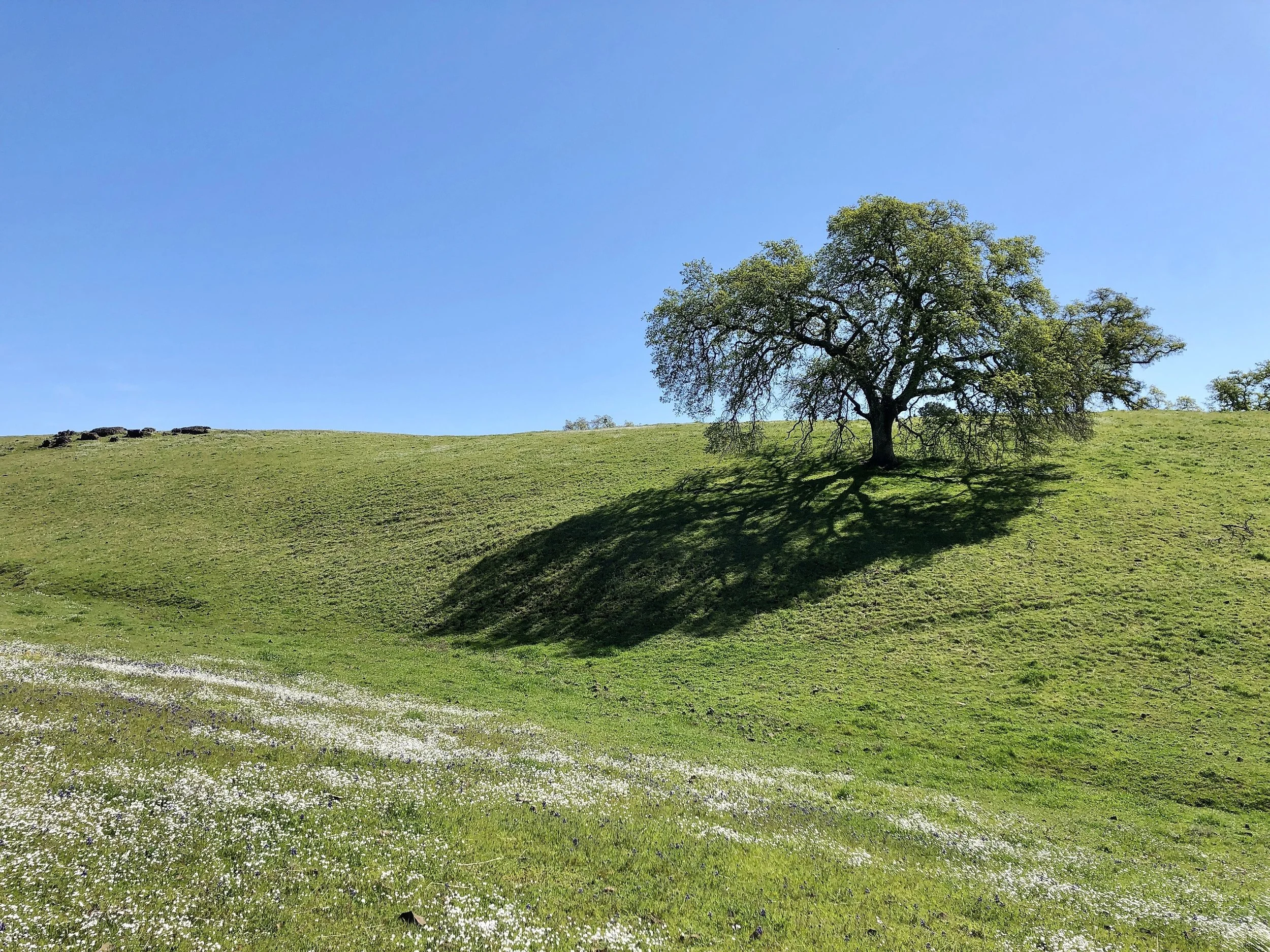 Pests and Diseases of Oak Woodlands