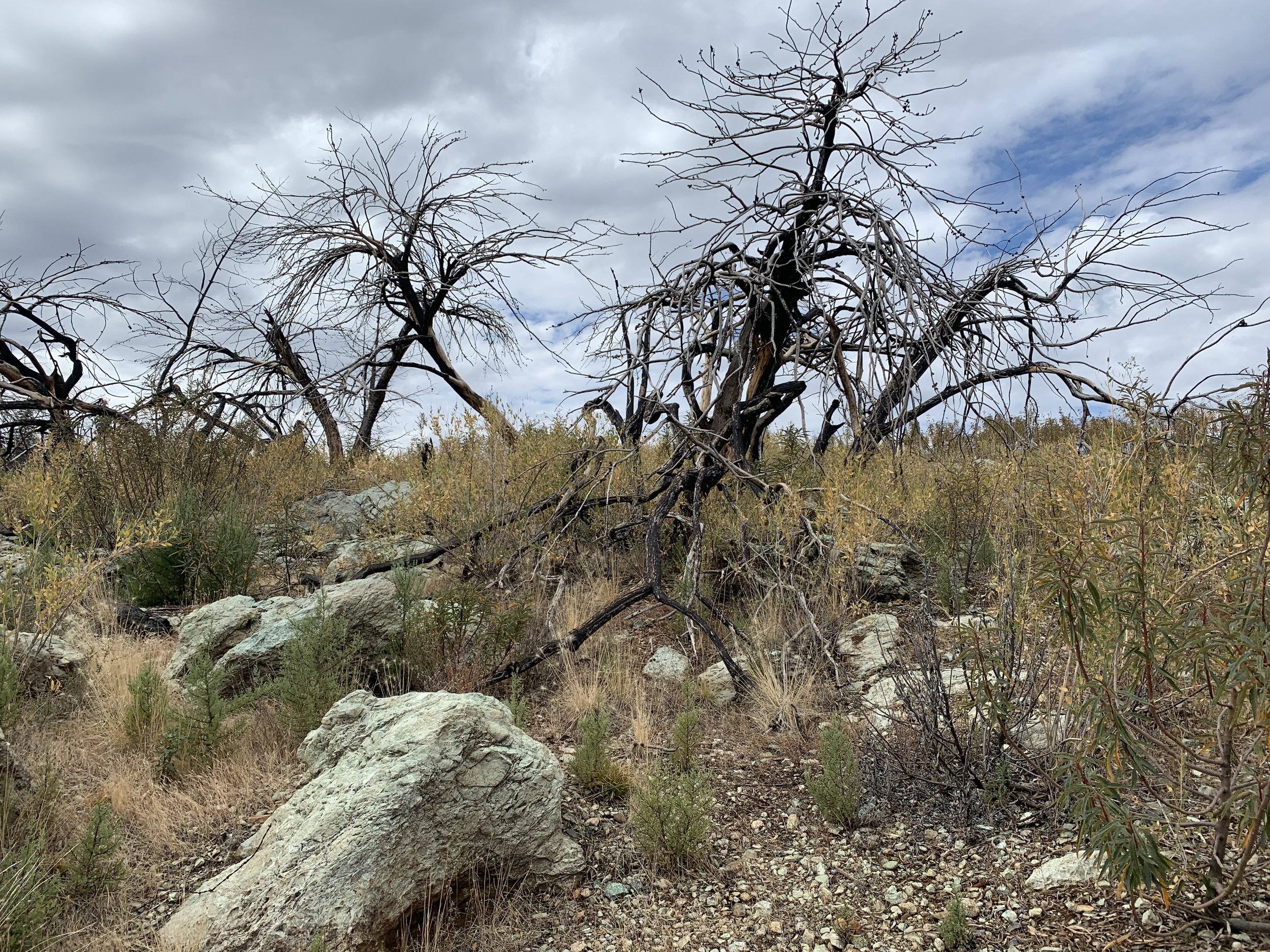 Altered Fire Regimes Threaten Rare Cypress Species in Northern California
