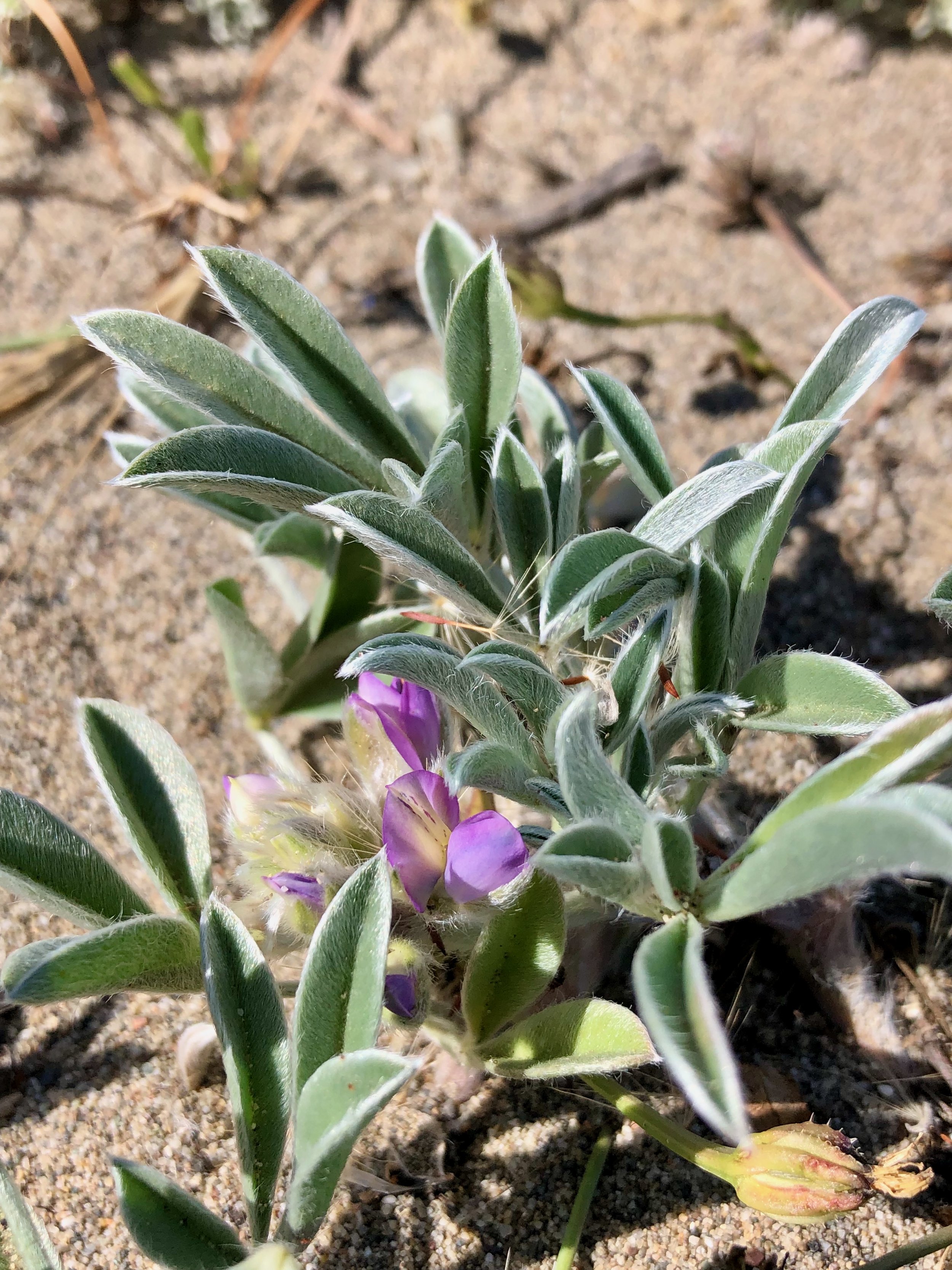 16. Federally endangered Lupinus tidestromii catching achenes on the dunes in Sonoma County.