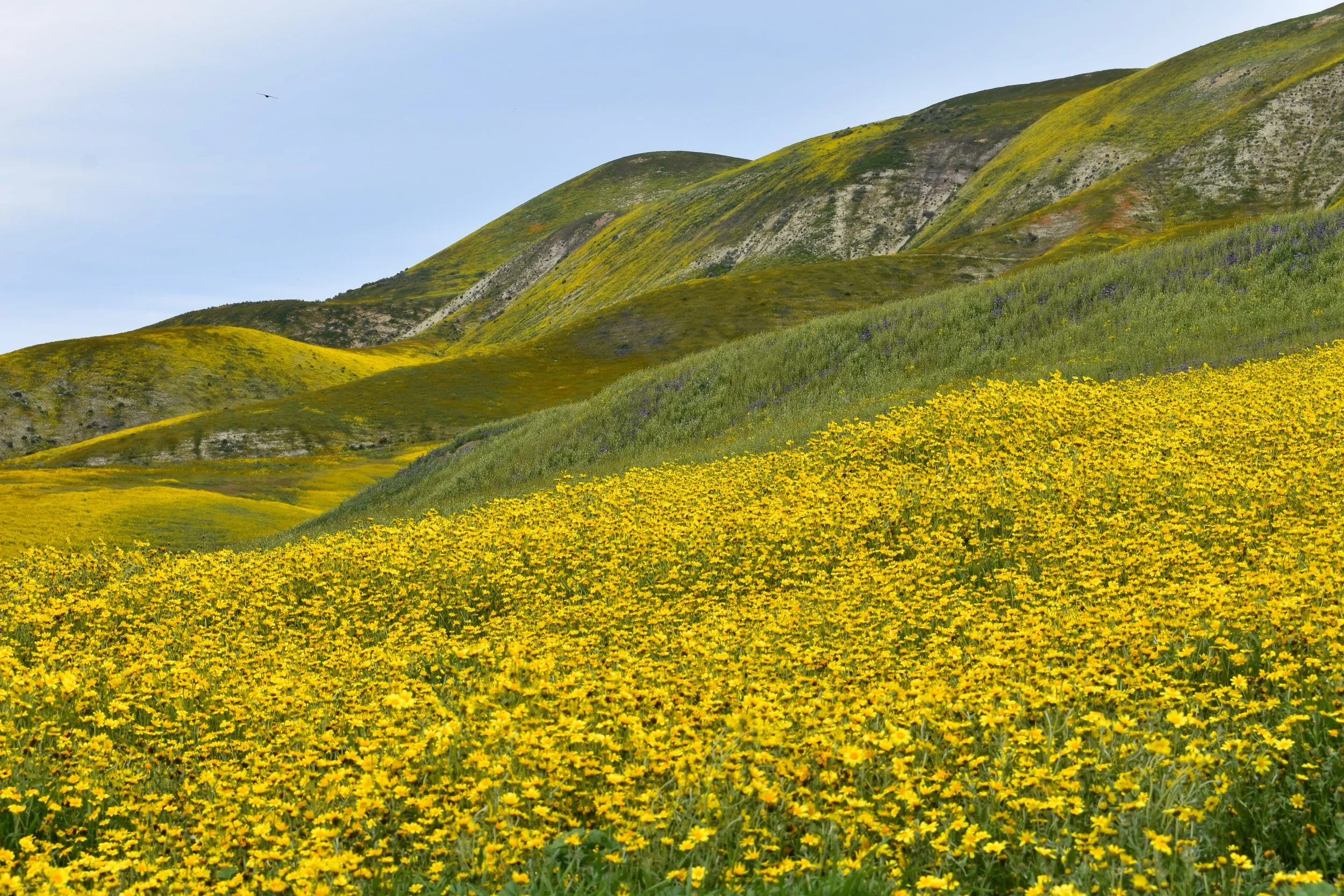 DSC_0584_smaller.jpg