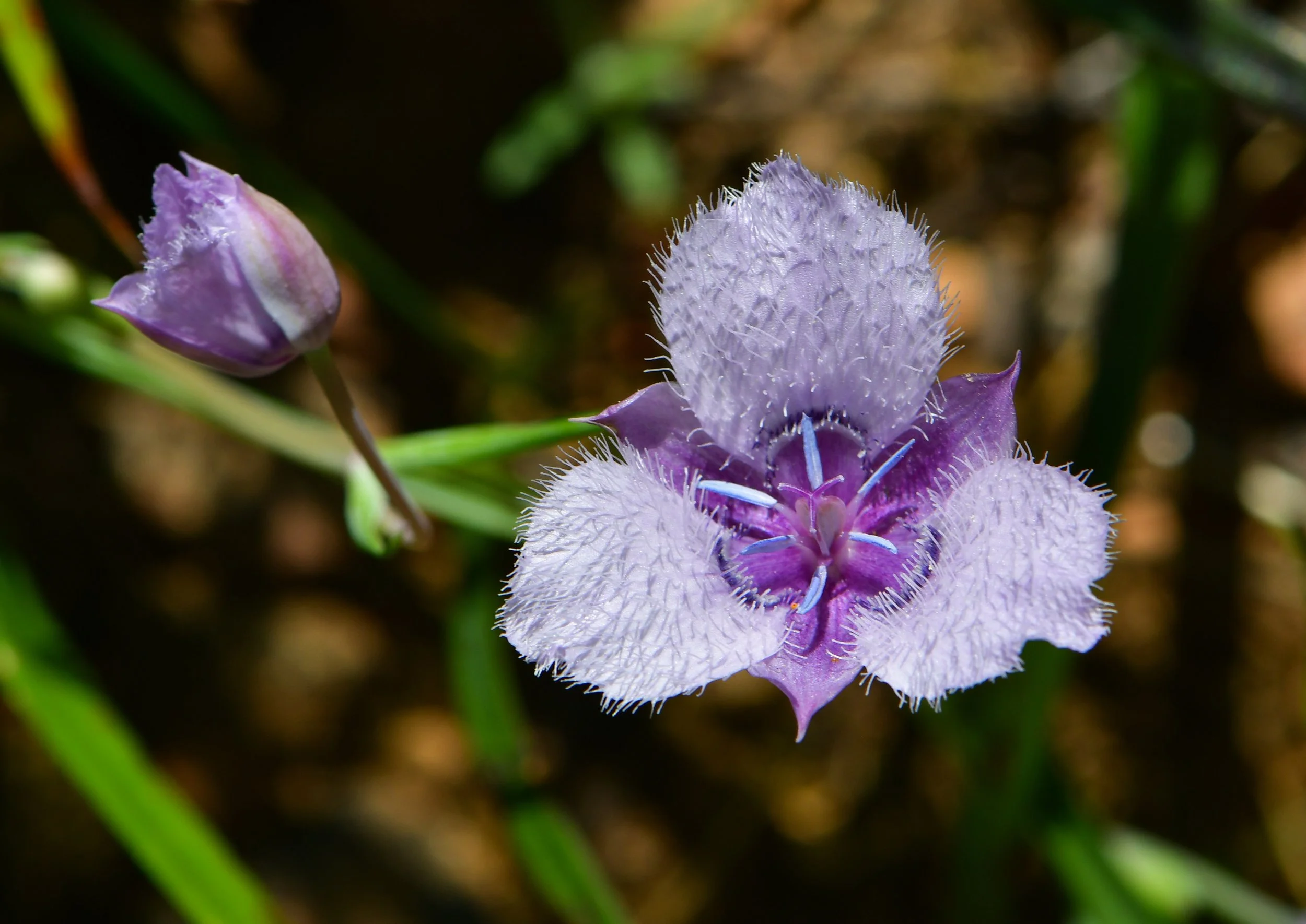 Shasta Lake, Waters Gulch Trail 4-19-25 (680)-1.jpg