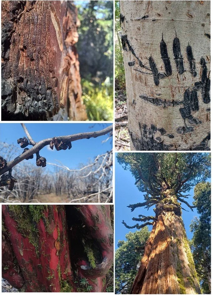 Plants Are Firing Bosses Without Radios: Botanical Adventures at the Butte County Resource Conservation District