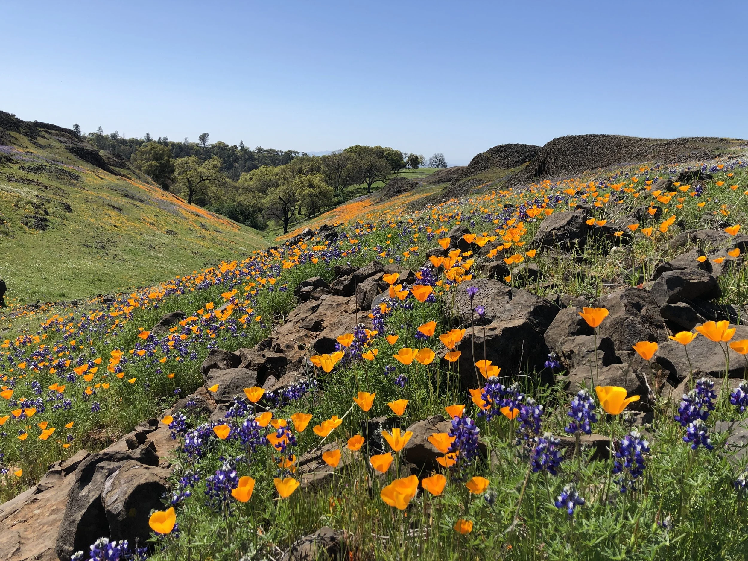 Botanical Photography