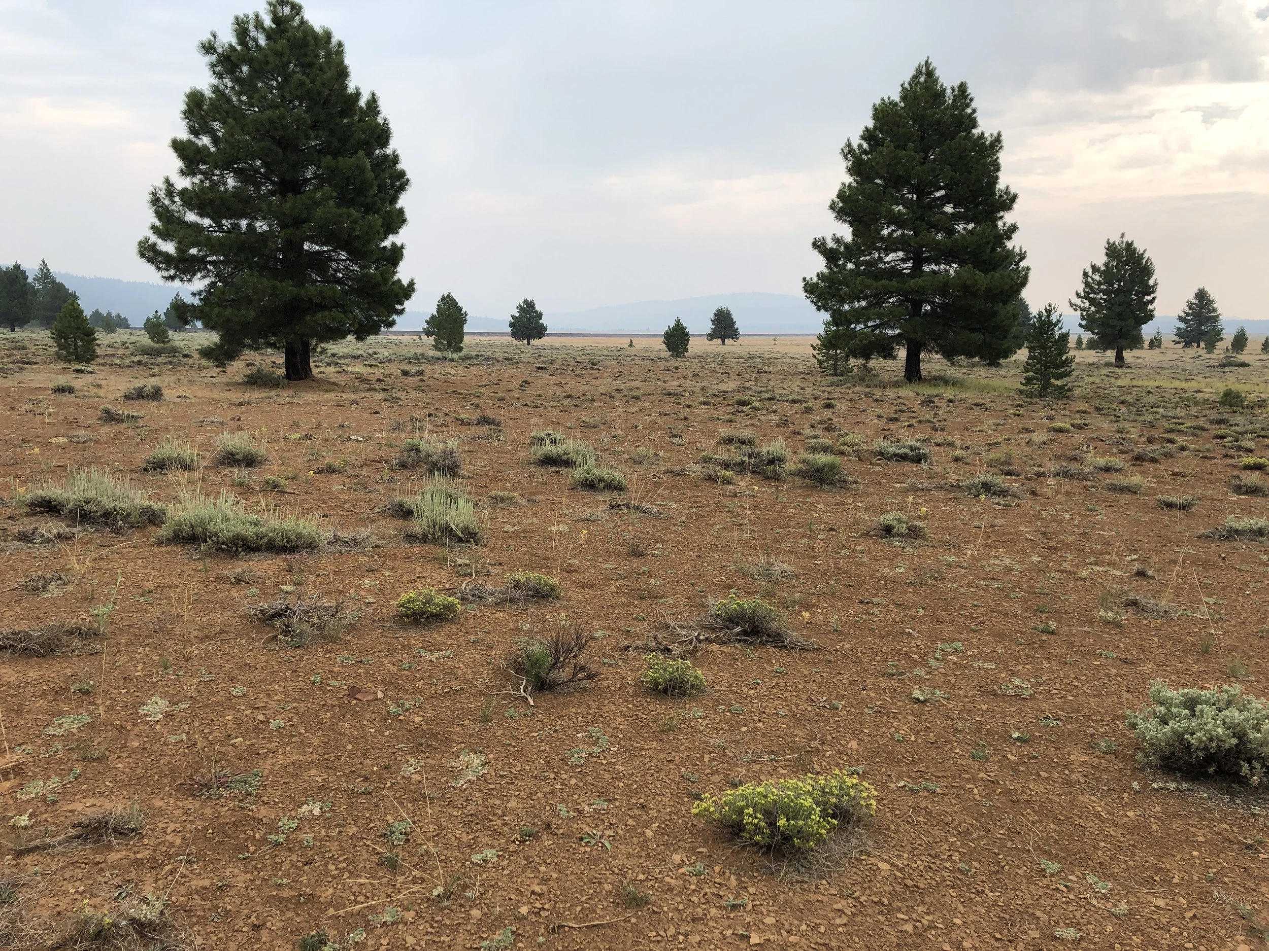 The Ames Collection: Research and Curation of the Life and Legacy of Botanist Mary E. Pulsifer Ames 