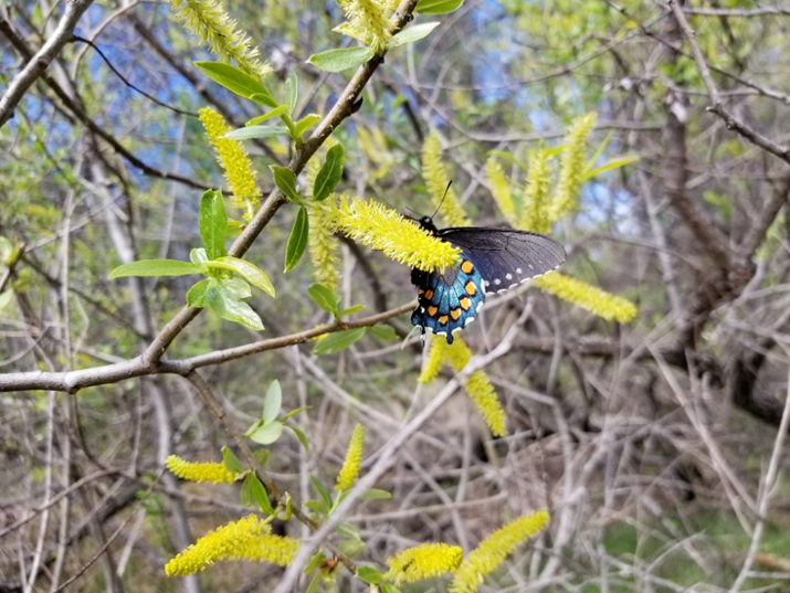 Introduction to the Willows of California (Salicaceae)