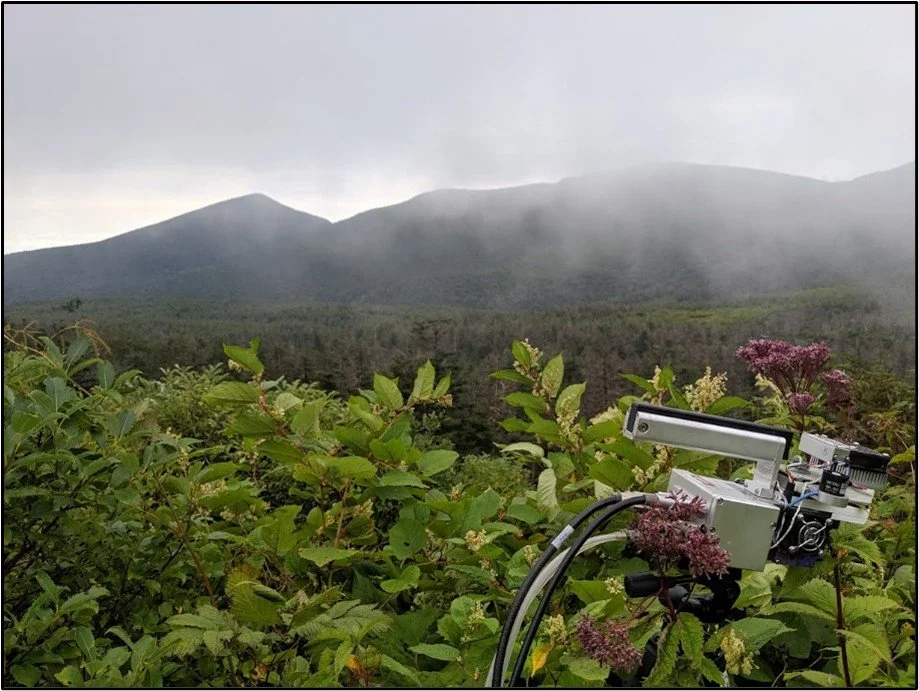 Invaders out-competing native plants: Evolutionary shift or pre-adapted advantage?