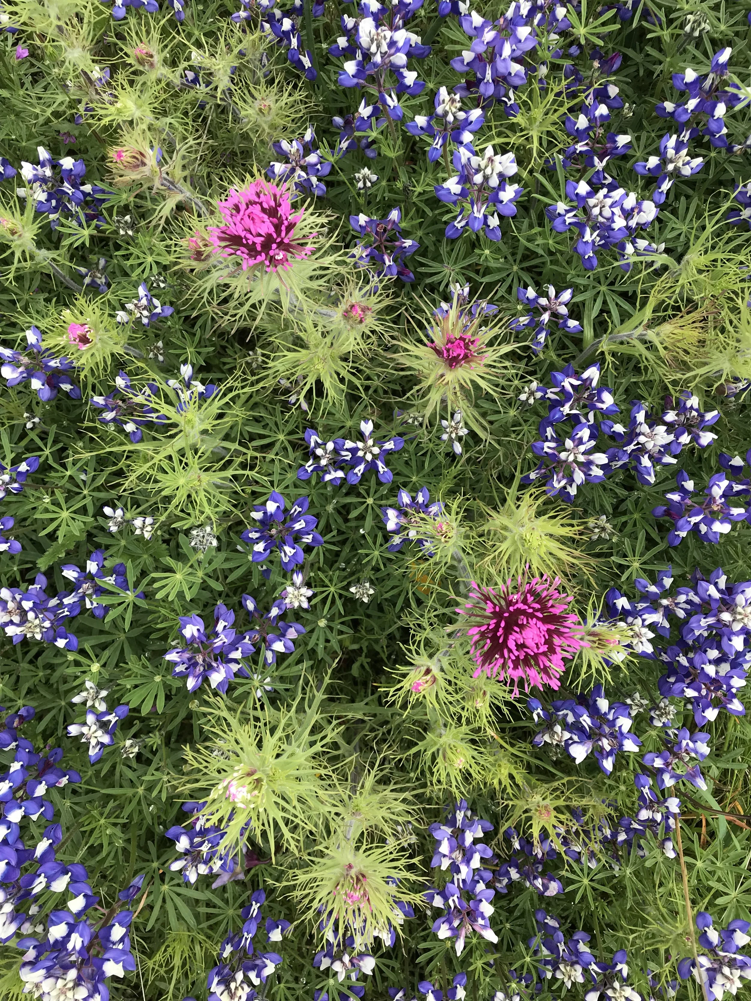 California Native Plant Photo Contest