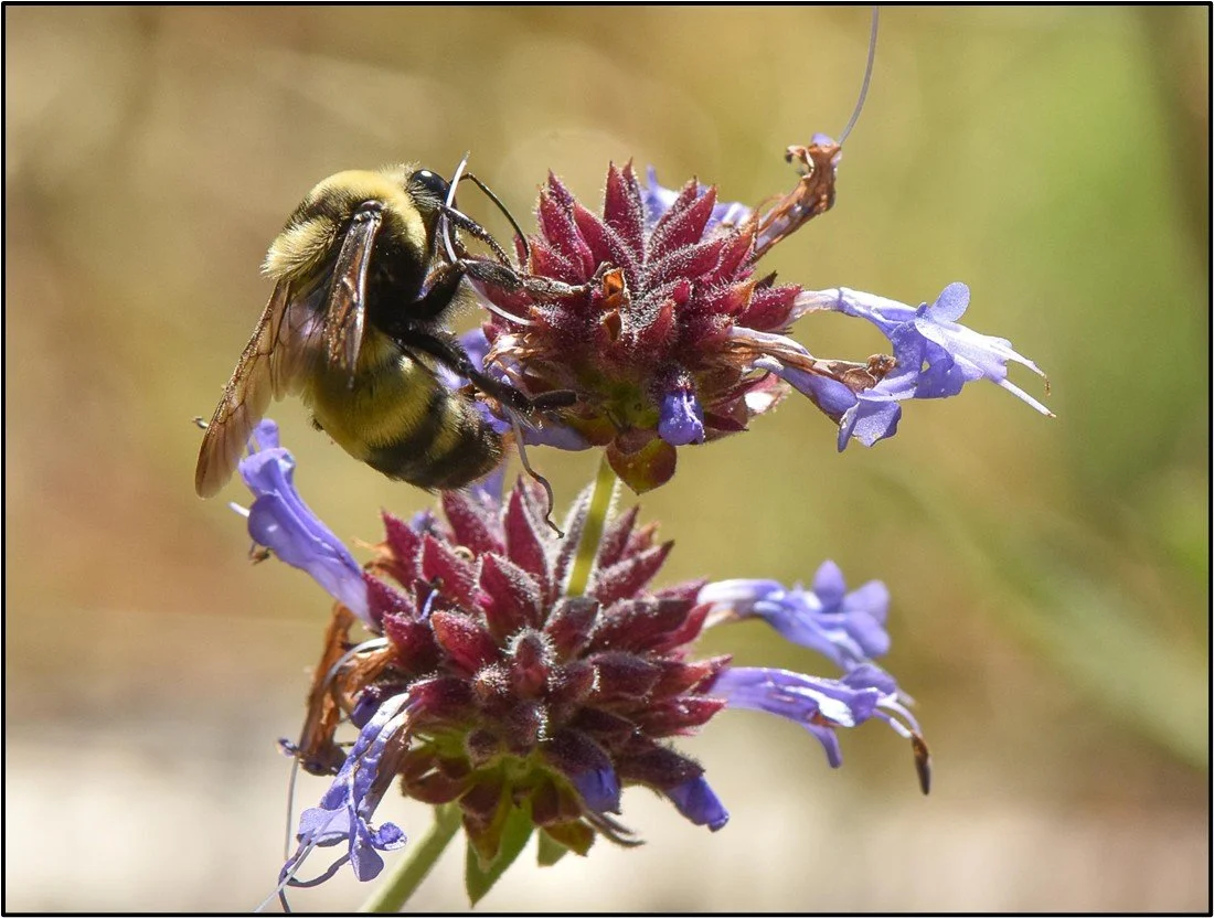 Bumble Bees in the Field