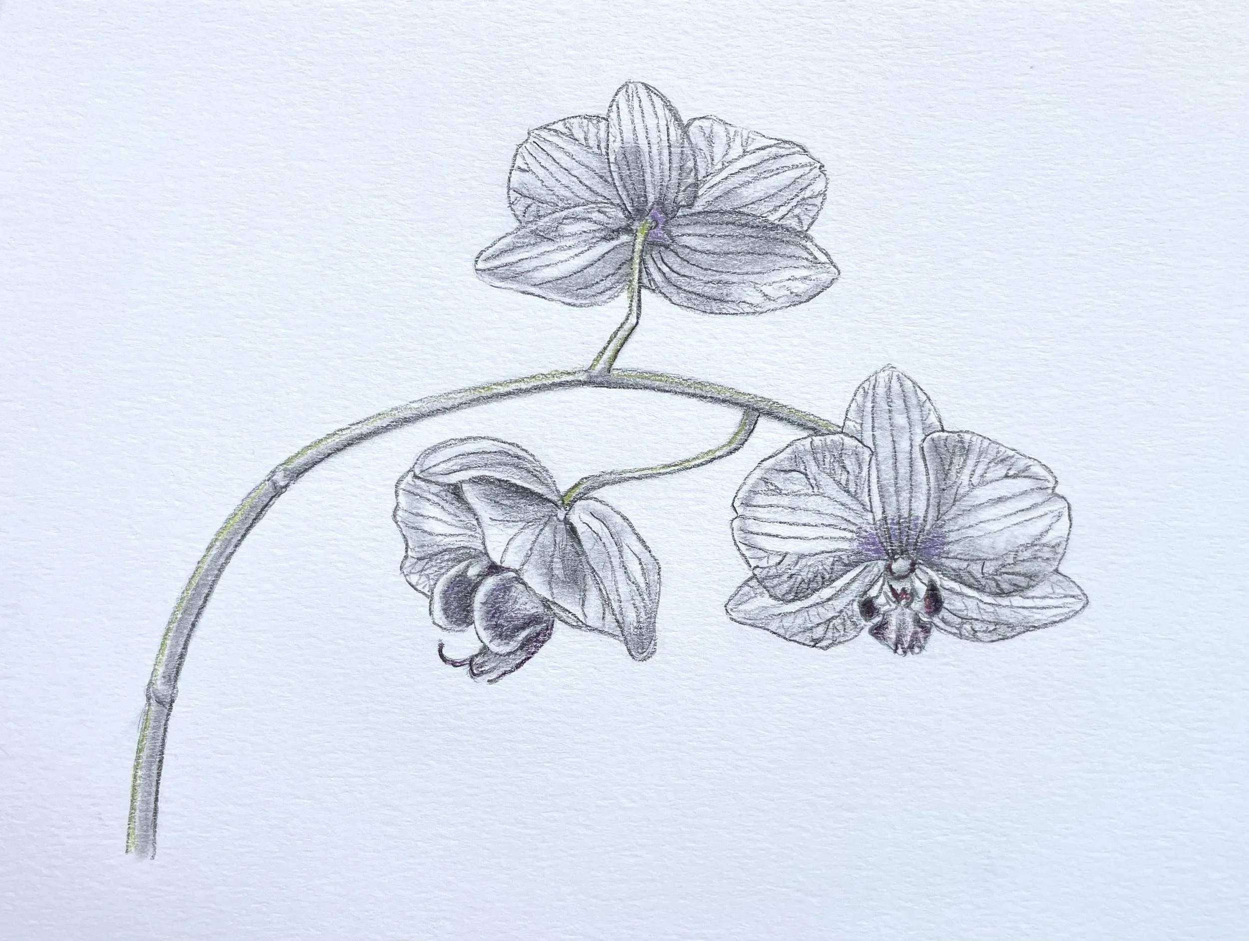 Botanical Art & Illustration Workshop
