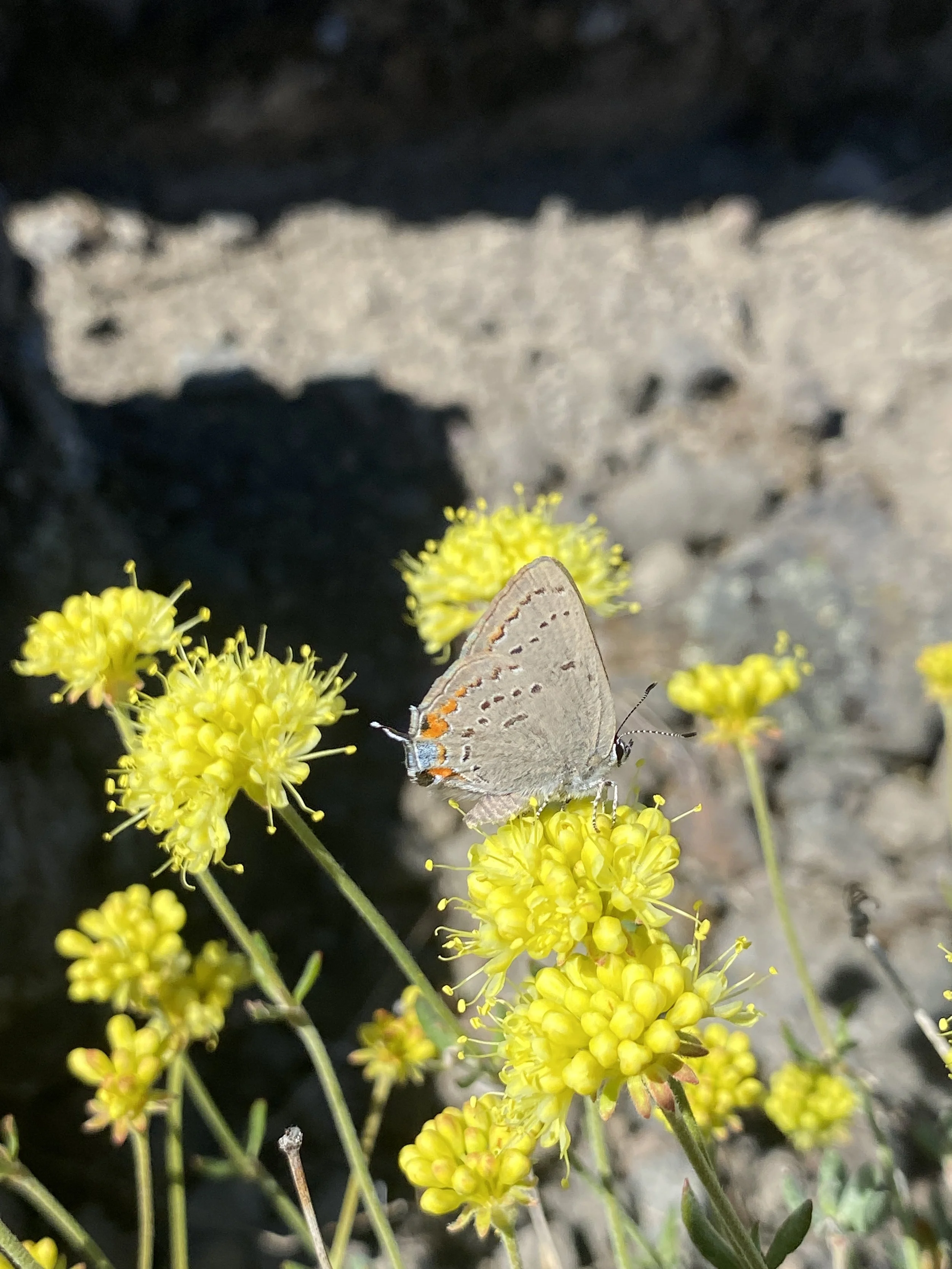 Winners and Losers:  Butterfly Fauna at BCCER, post-2024 Park Fire