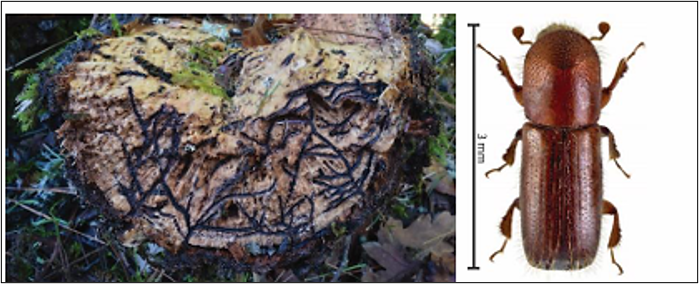 Pests and Diseases of Oak Woodlands