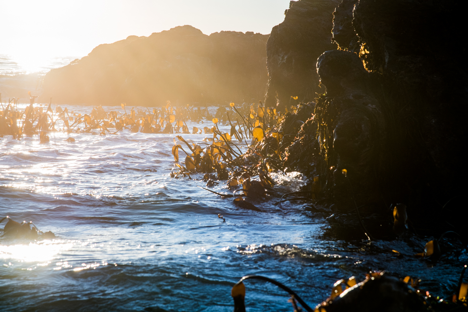 Sunset through rocks and seaweed.