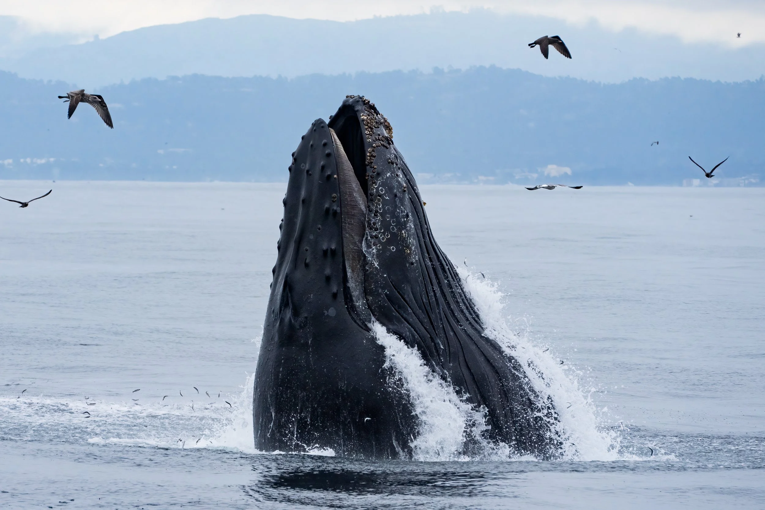 Monterey Bay: Whales, Birds, and A Very Good Captain