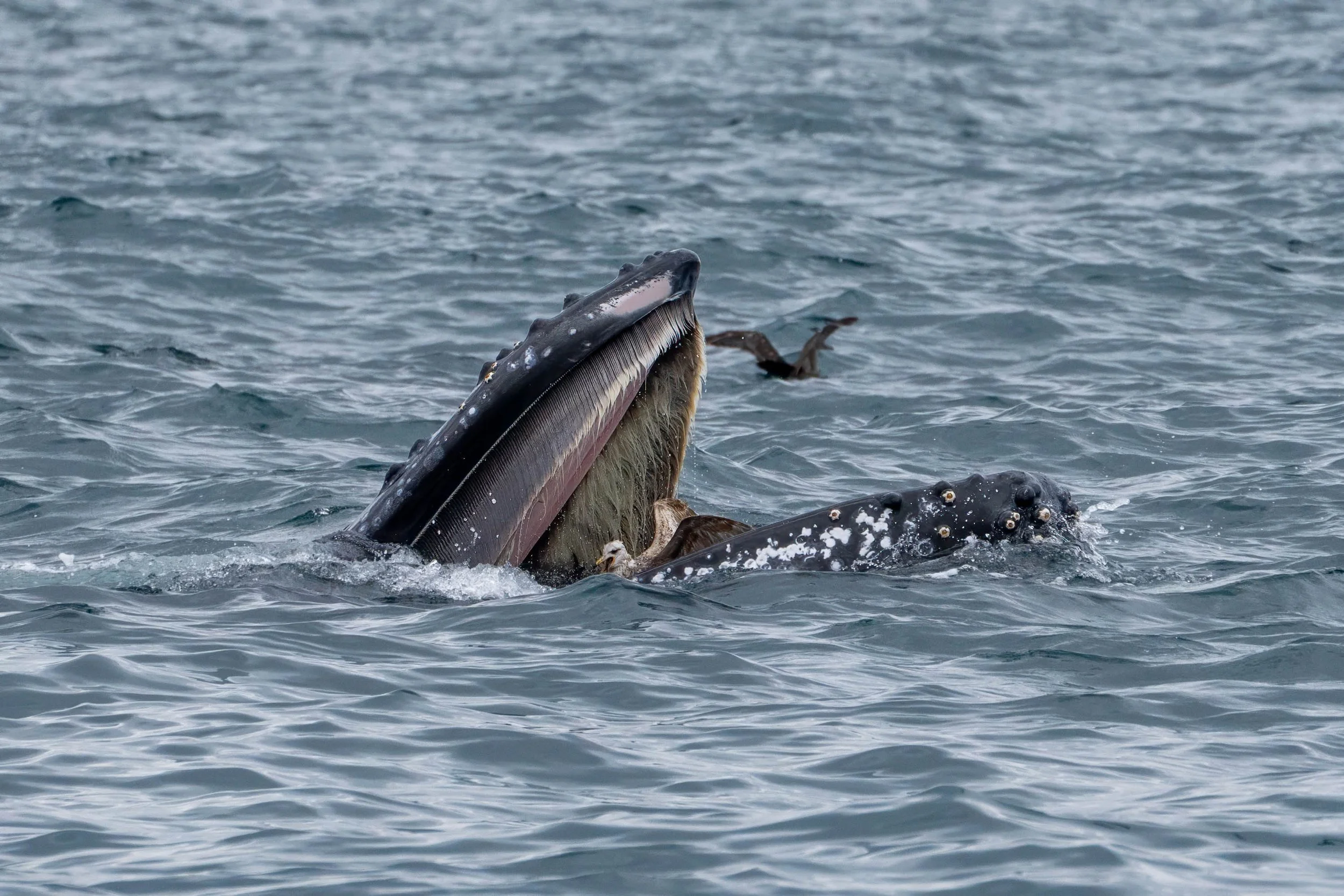 Whale Watching with Newport Coastal Adventures
