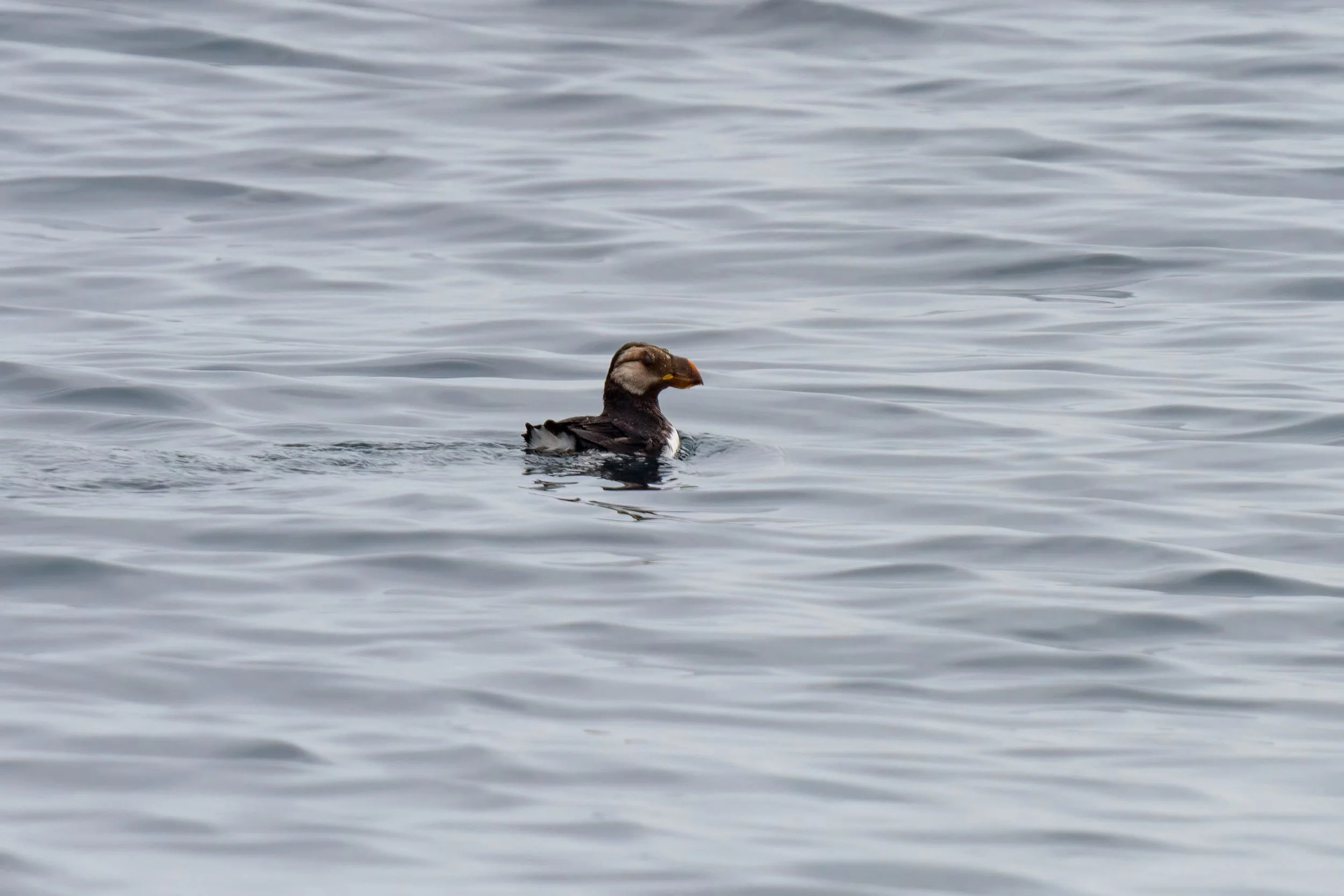 A Pelagic Trip with LA Birders