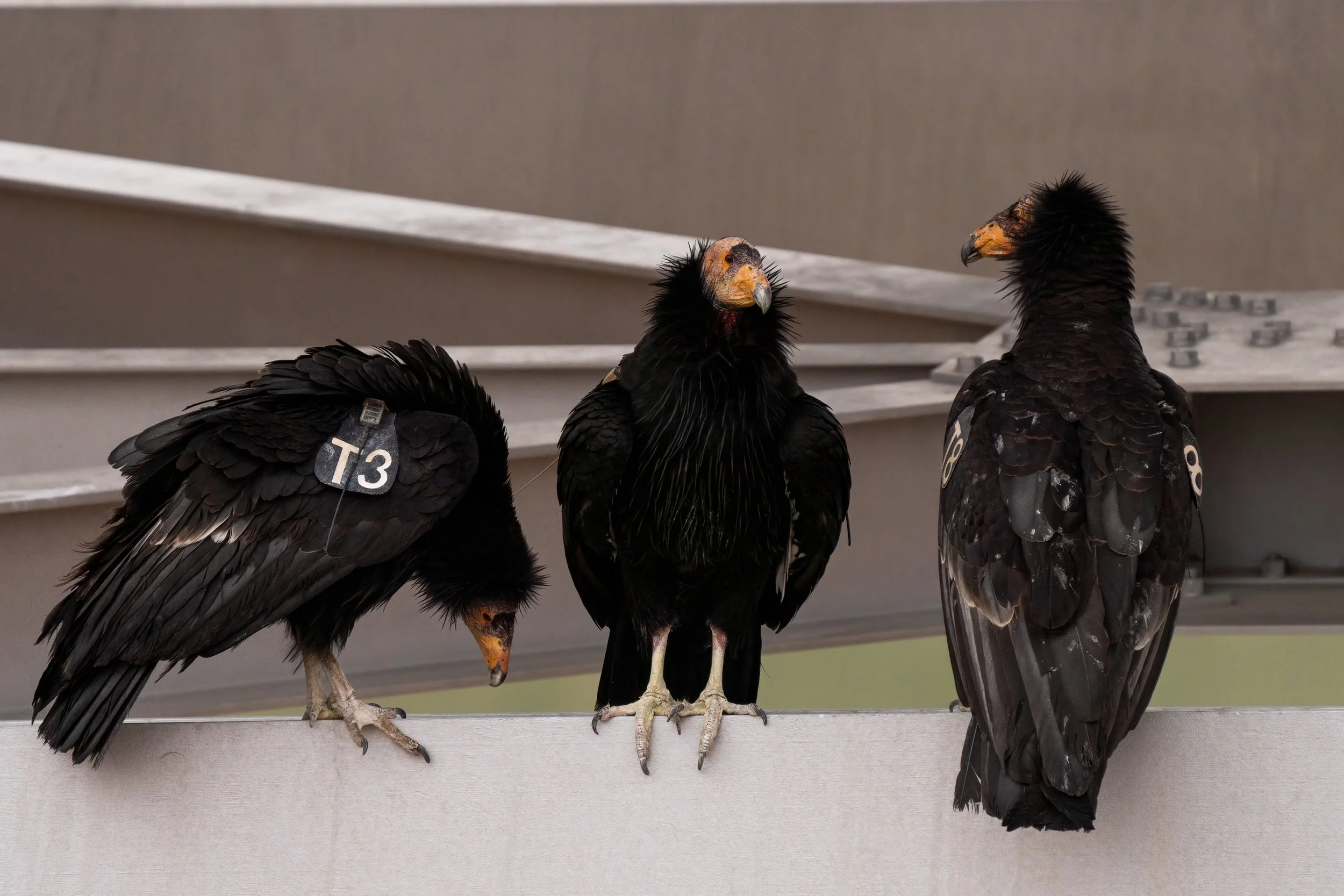 Condors of the Vermilion Cliffs and Navajo Bridge