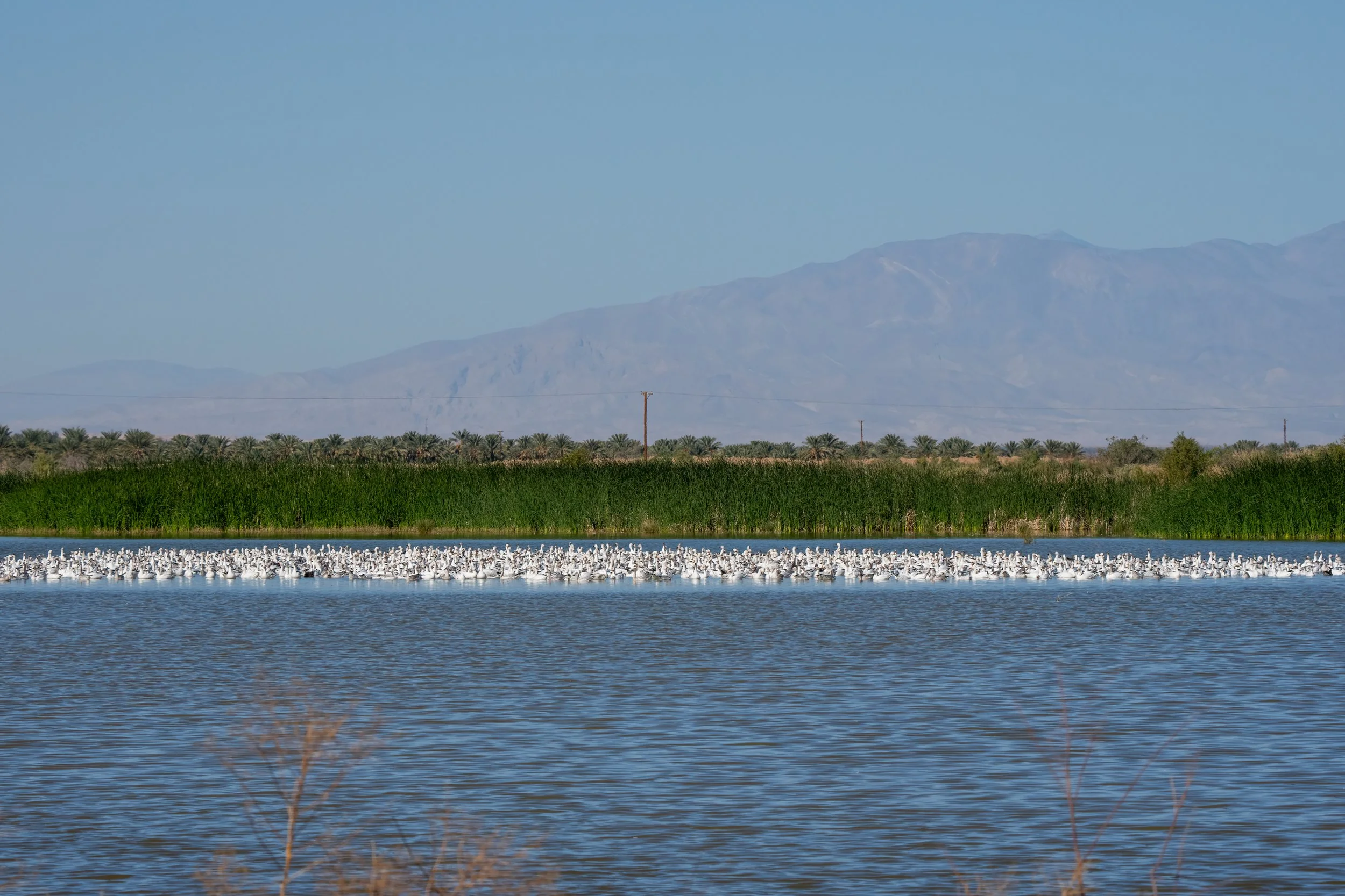 Birds of the Salton Sea: An Unusual Hotspot