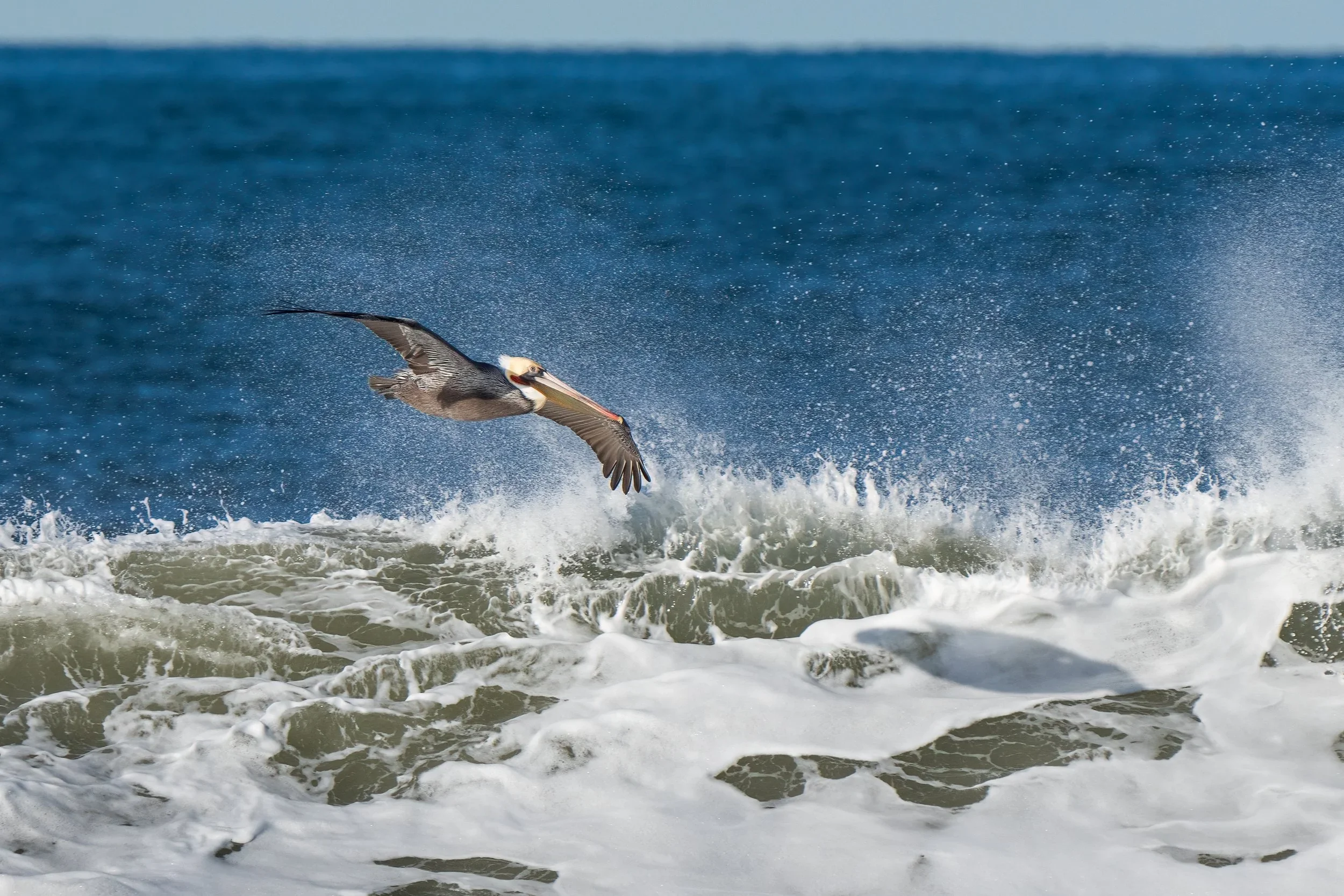 Santa Clara River Estuary: Pelican Roost and Osprey Buffet