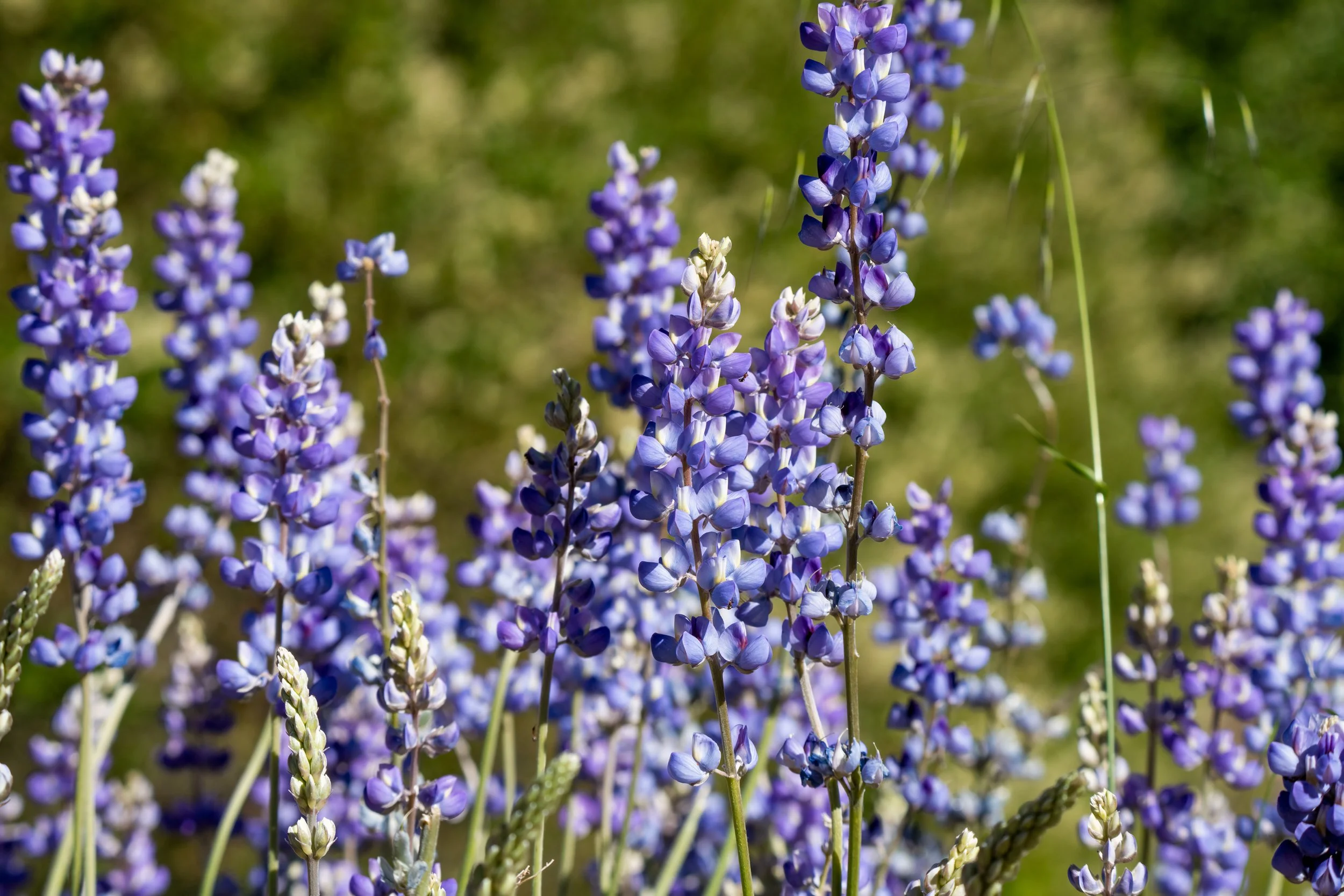Palomar Mountain State Park: A Favorite Day Trip for Every Season