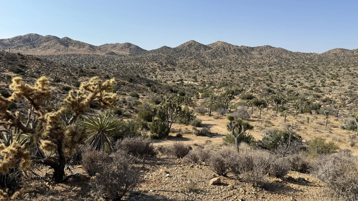 Three Seasons in the Desert: Joshua Tree with Zoe