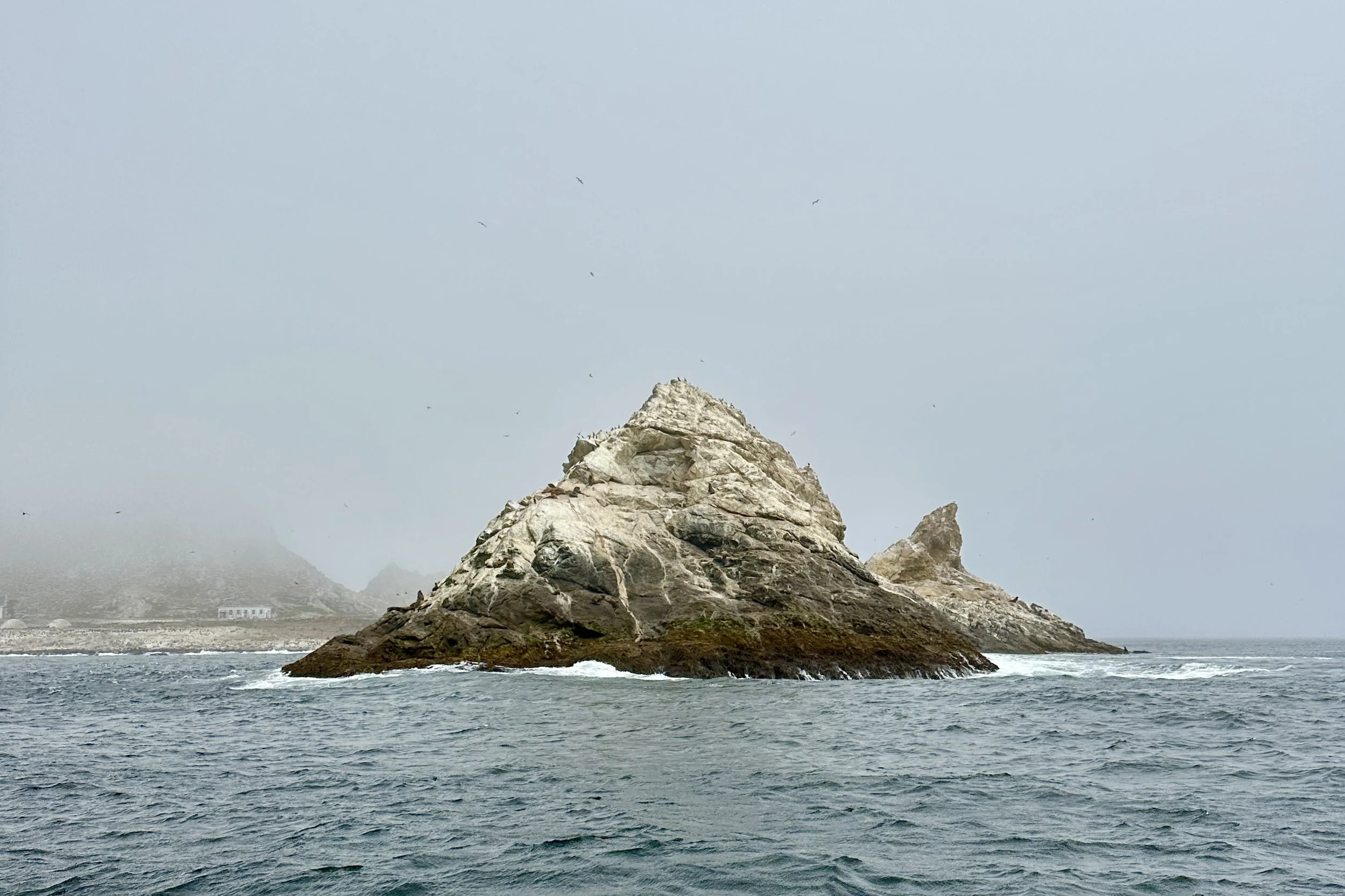 Wild Water and Albatrosses: A Pelagic Trip to the Farallon Islands