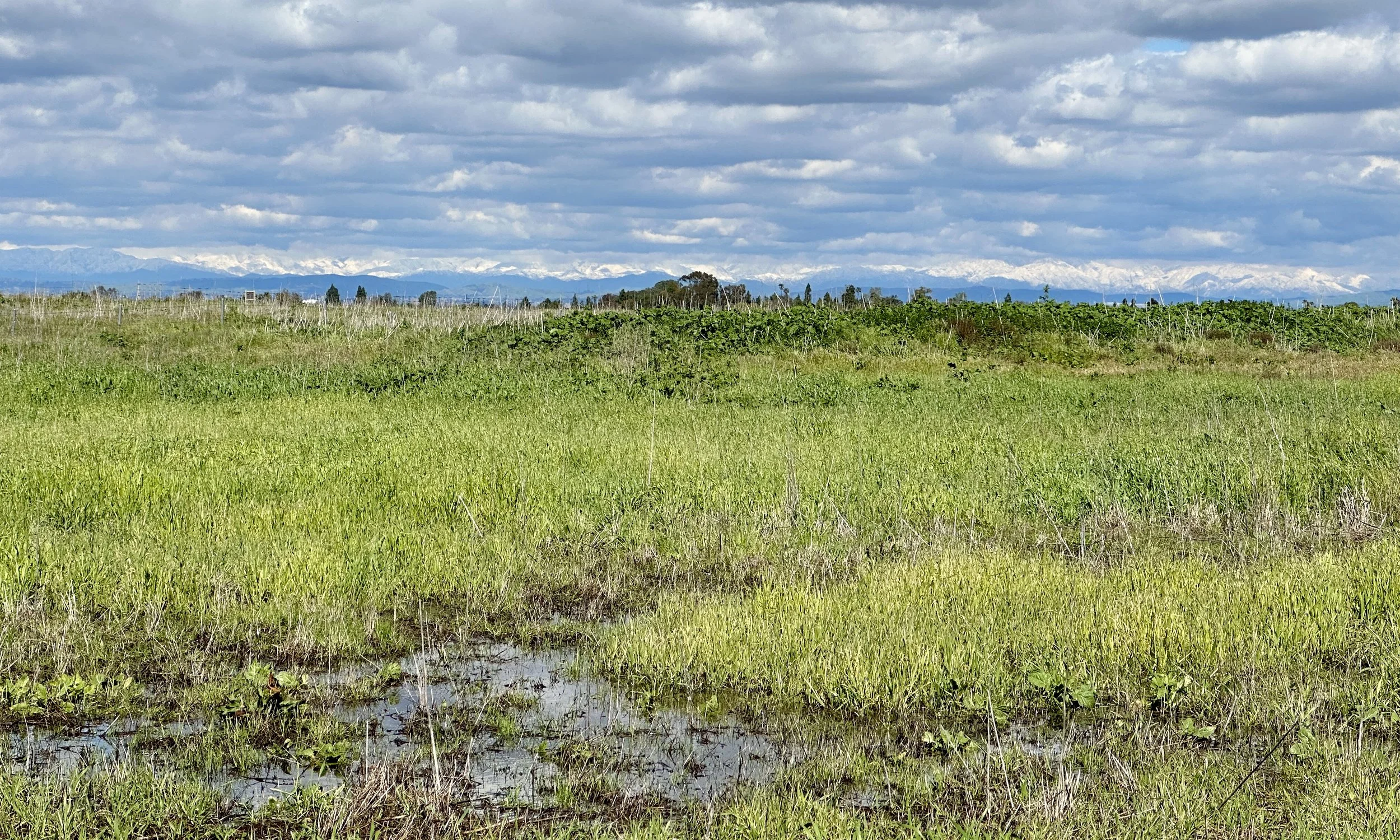 Fairview Park Bird Surveys 2023: Familiar Birds and New Surprises