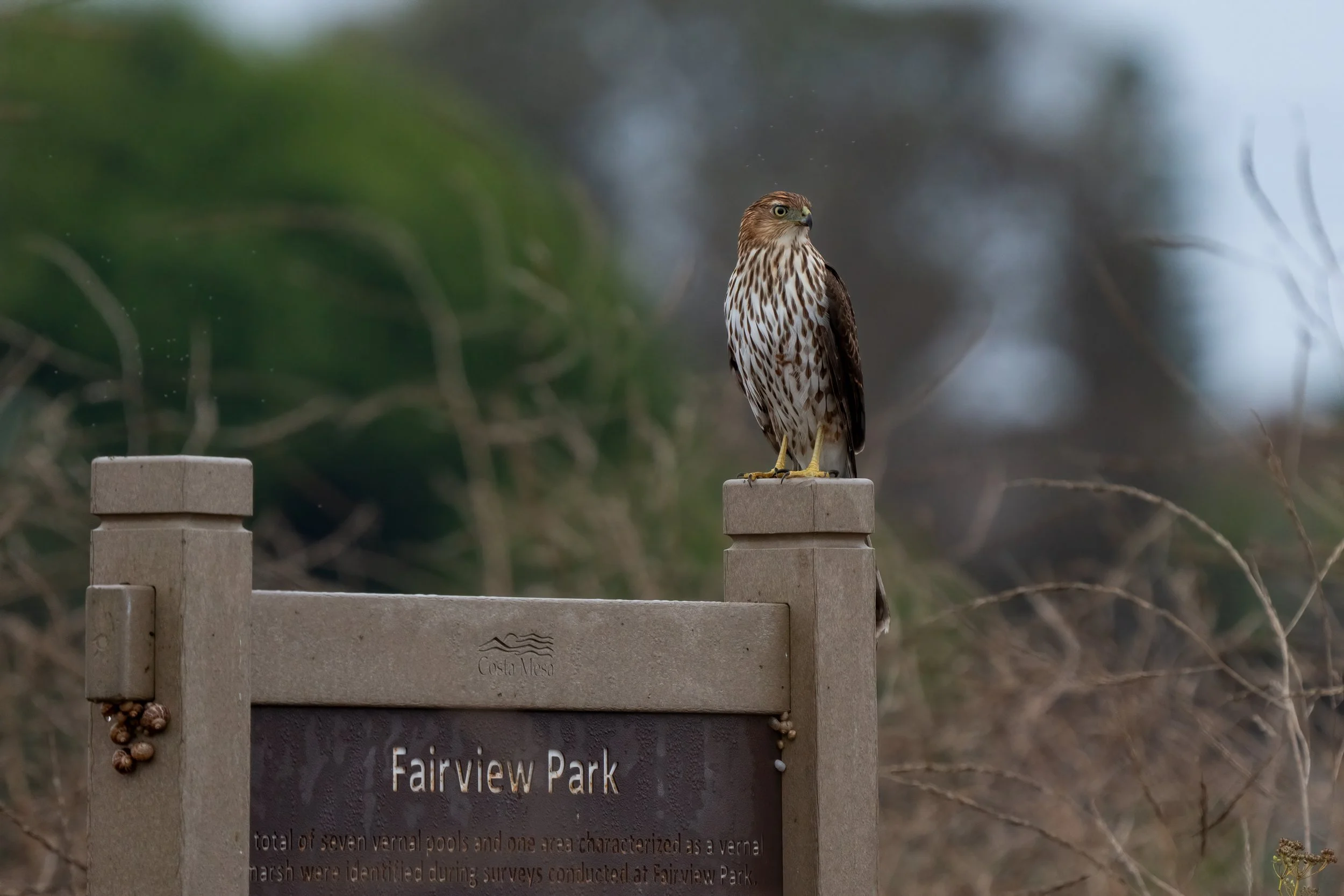 Fairview Park Bird Surveys 2024: Another Year with the Fairview Birds