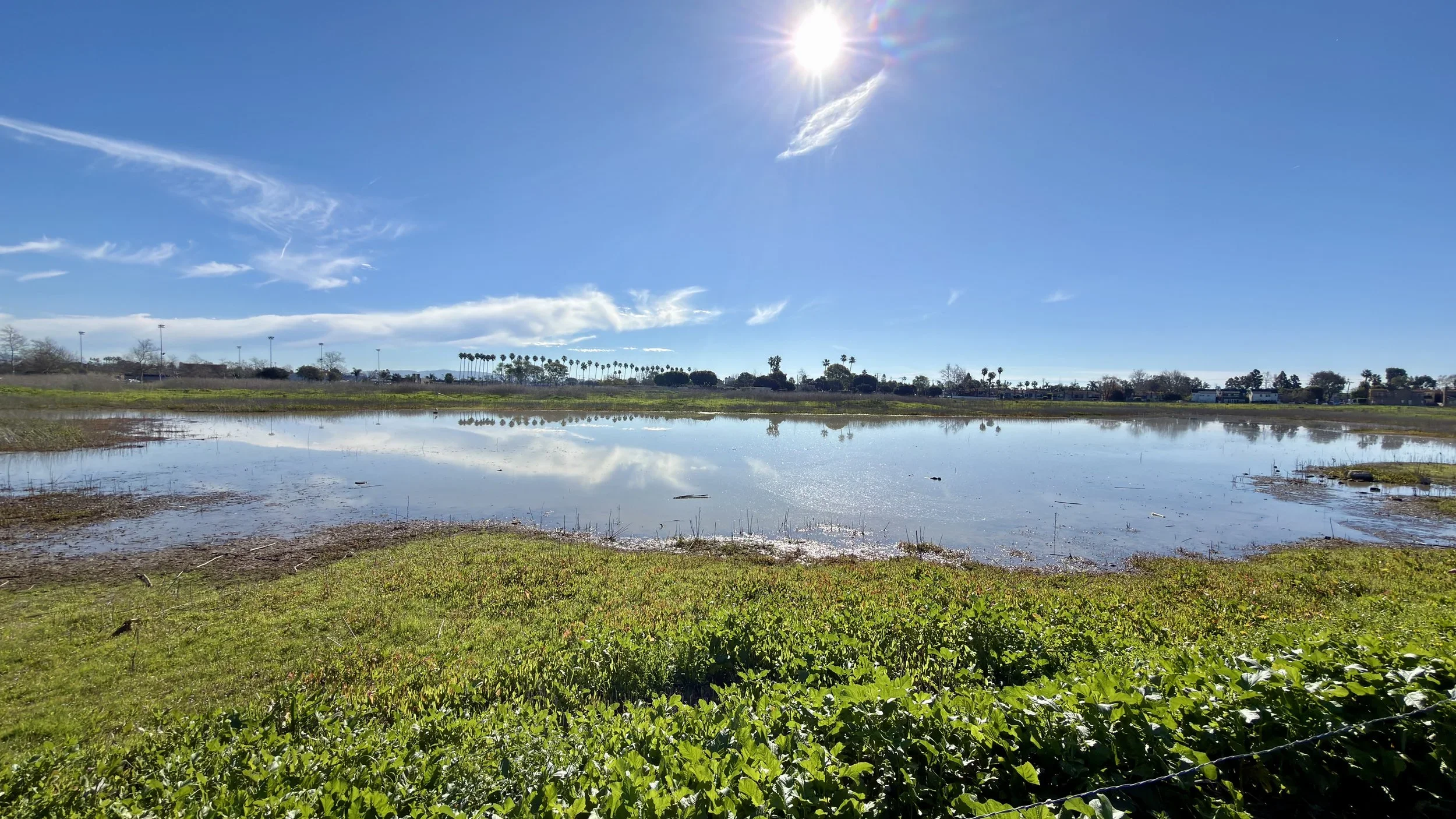 Fairview Park Bird Surveys 2025: Still Watching Fairview Birds