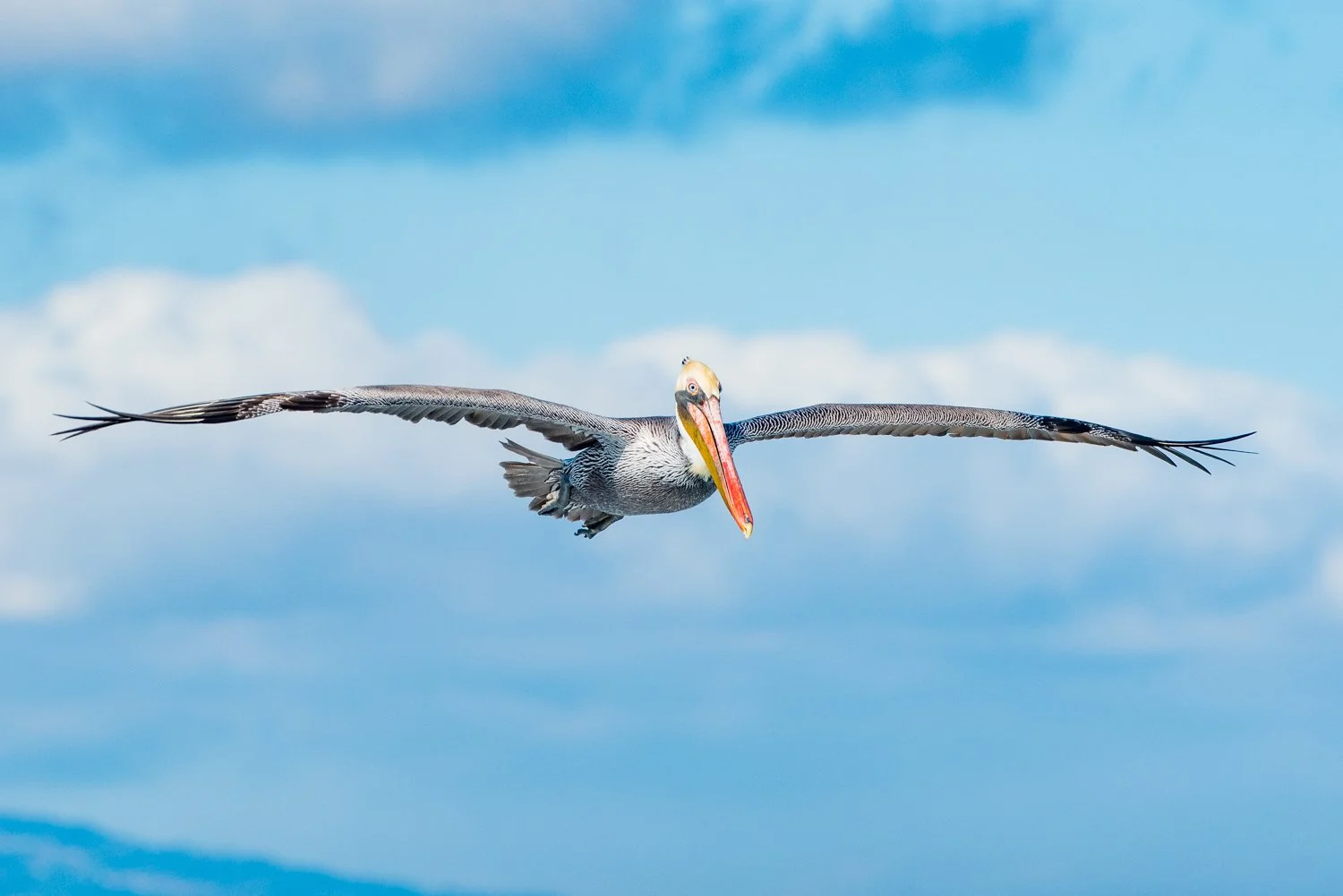 Brown Pelicans: A Coastal Icon
