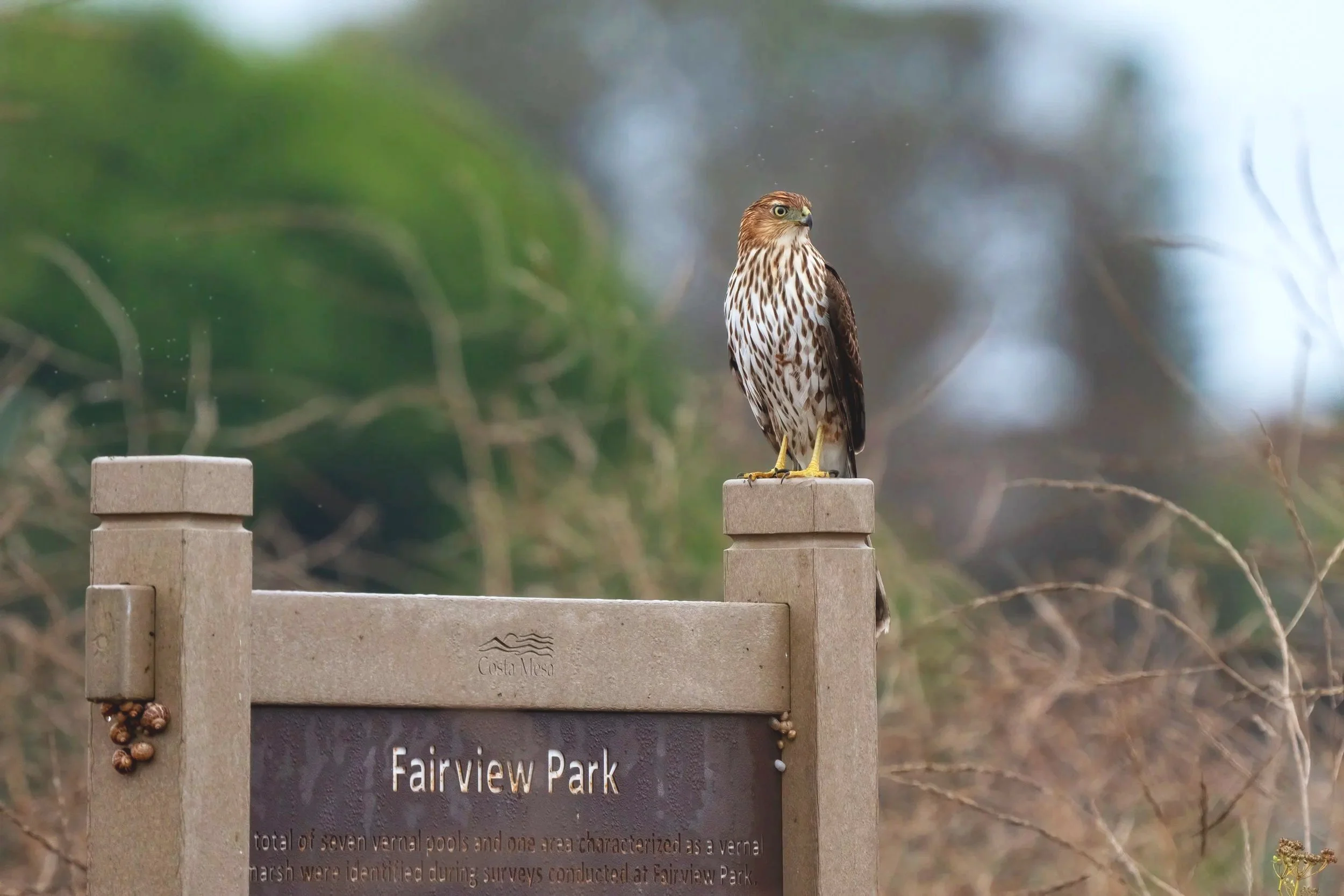 Fairview Park Bird Surveys 2024: Another Year with the Fairview Birds