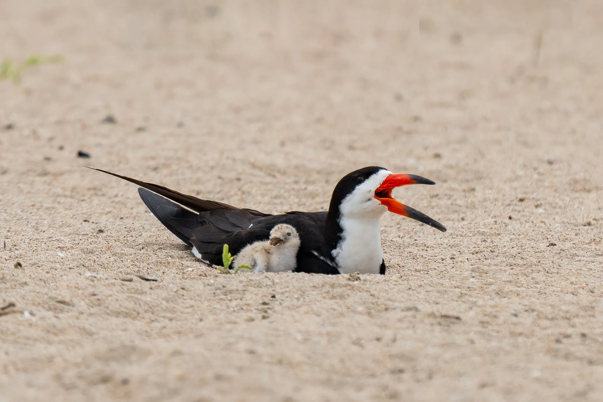 Black Skimmers: A Breeding Season on My Local Beach