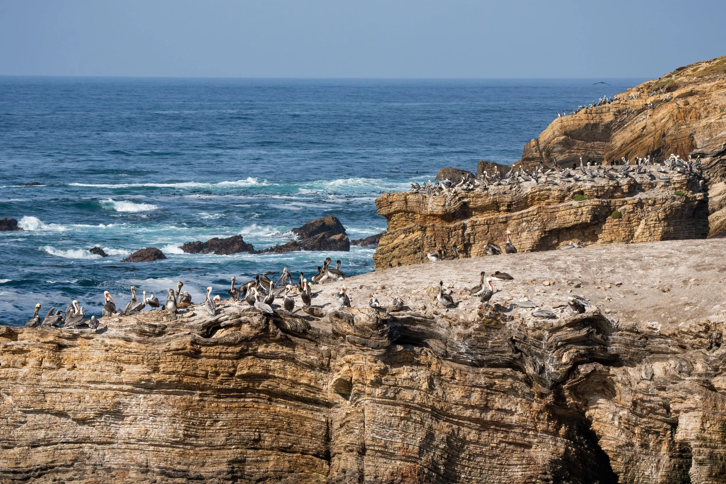 Exploring the Bluffs at Montaña de Oro