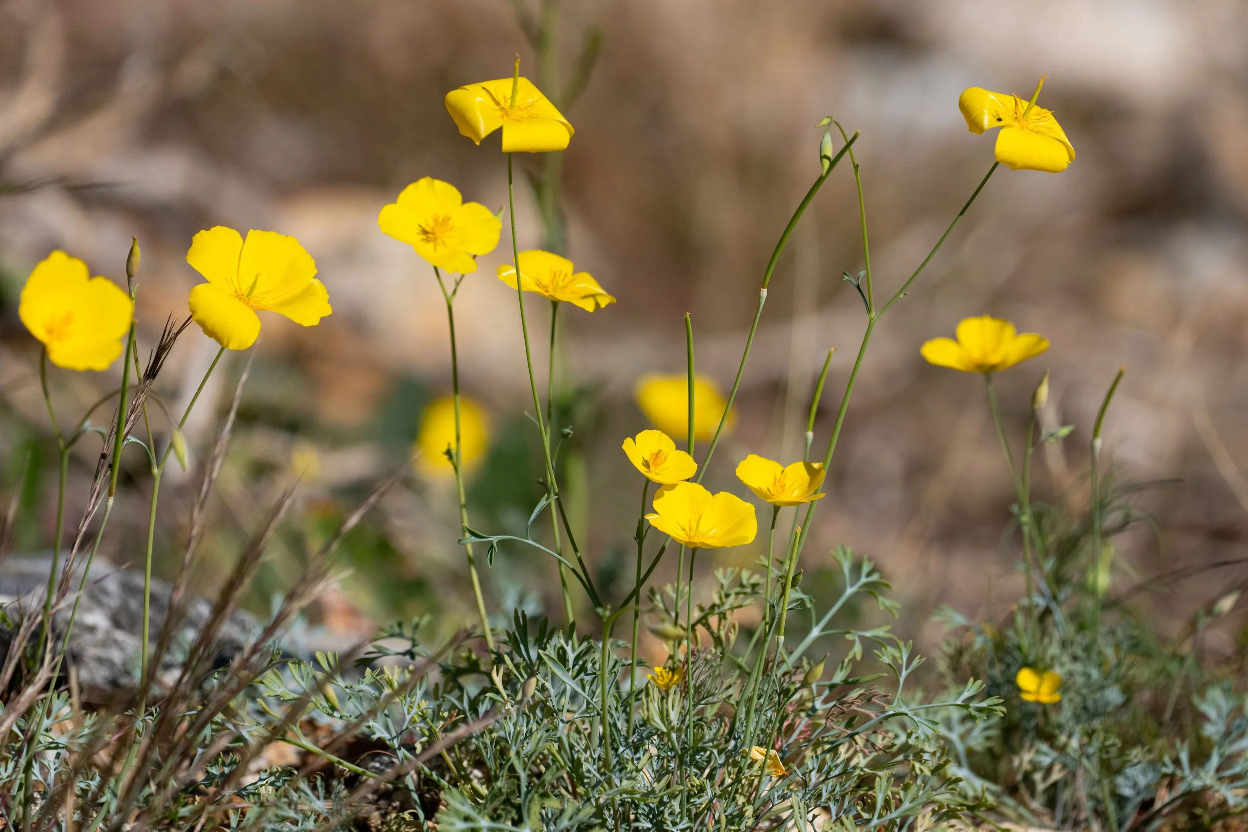 Palm Canyon in Bloom at Anza-Borrego Desert State Park