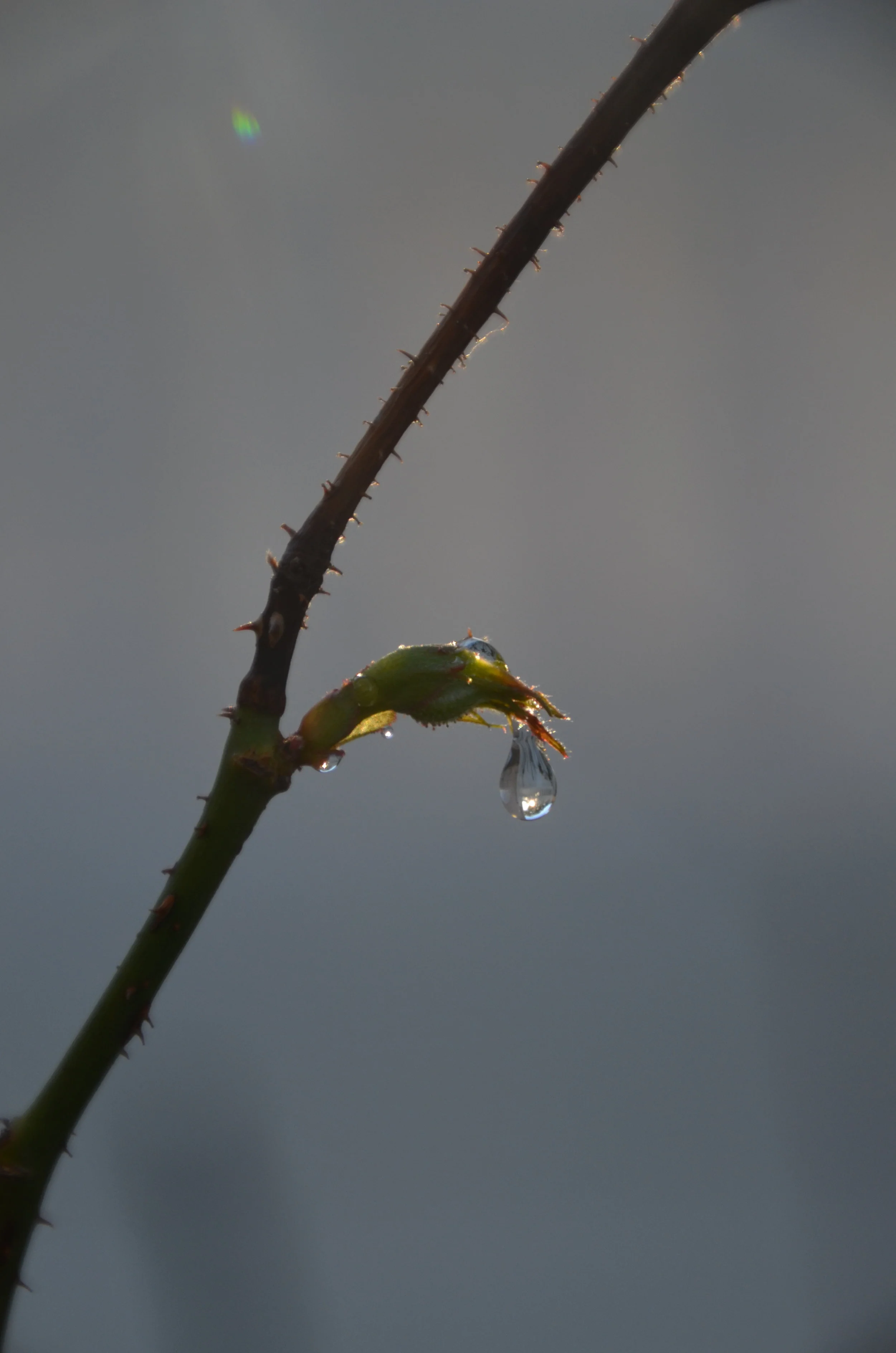 DSC_1875.JPG