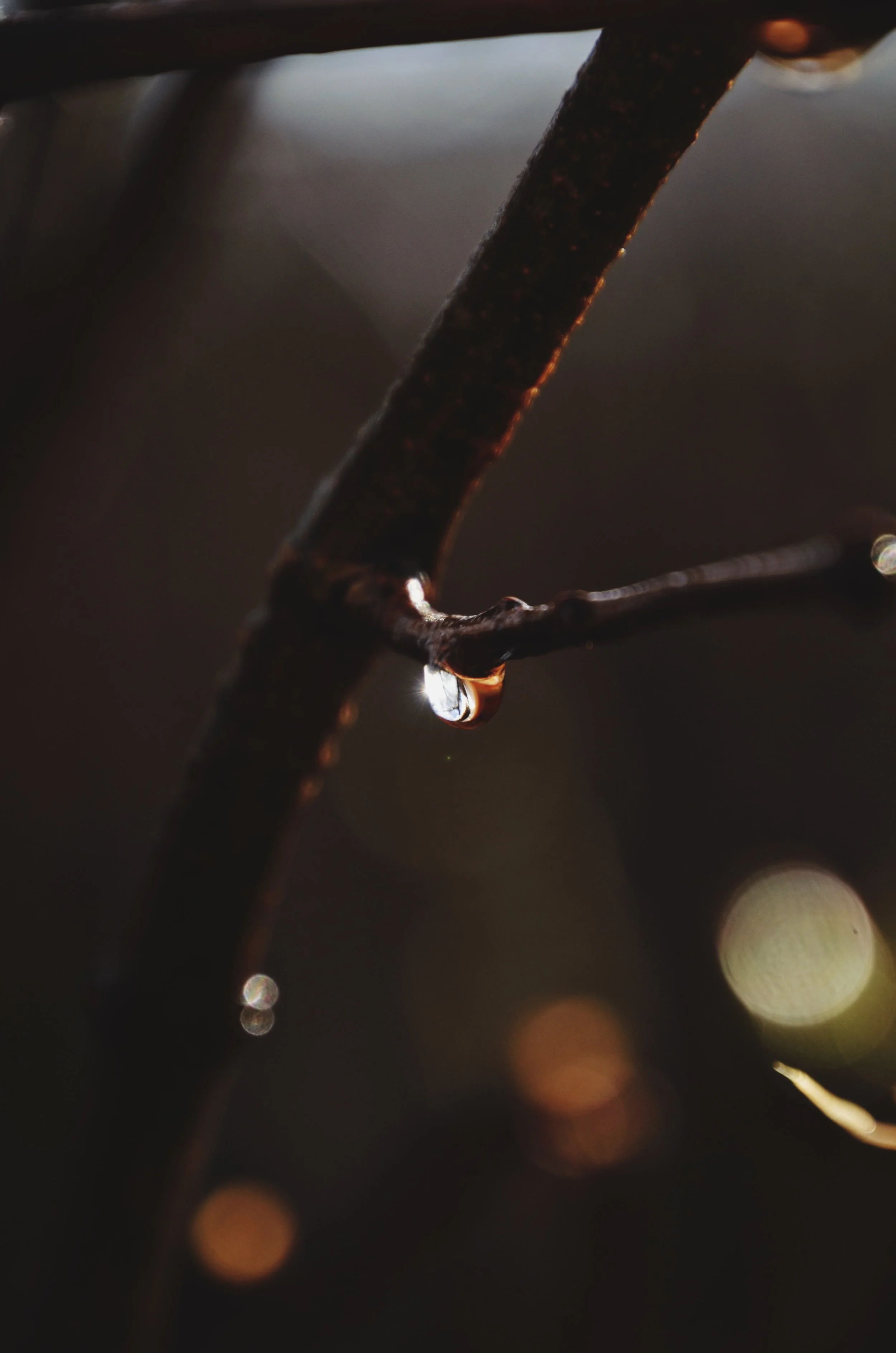 Spring Raindrops