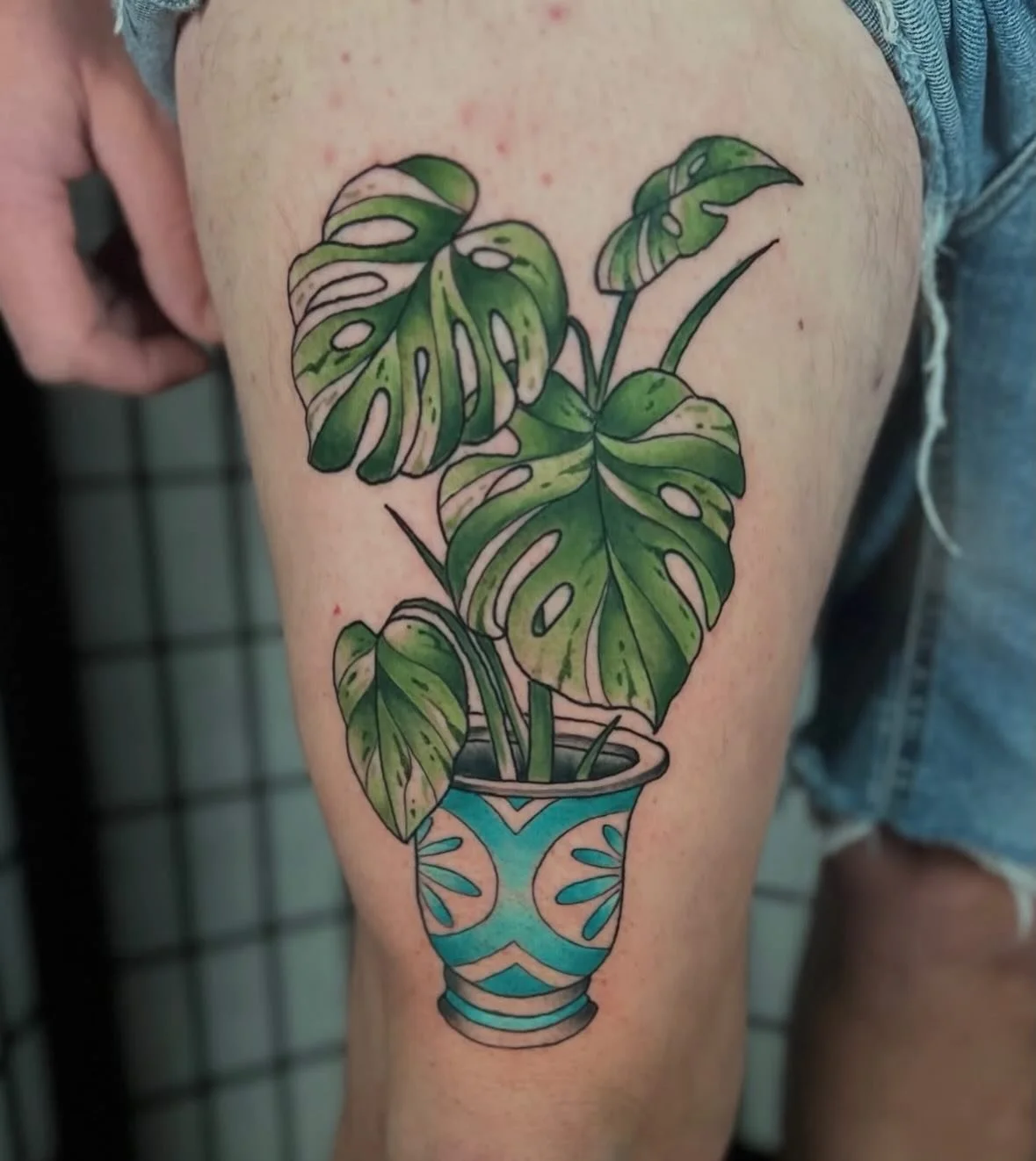 Potted monstera by @gabogobble