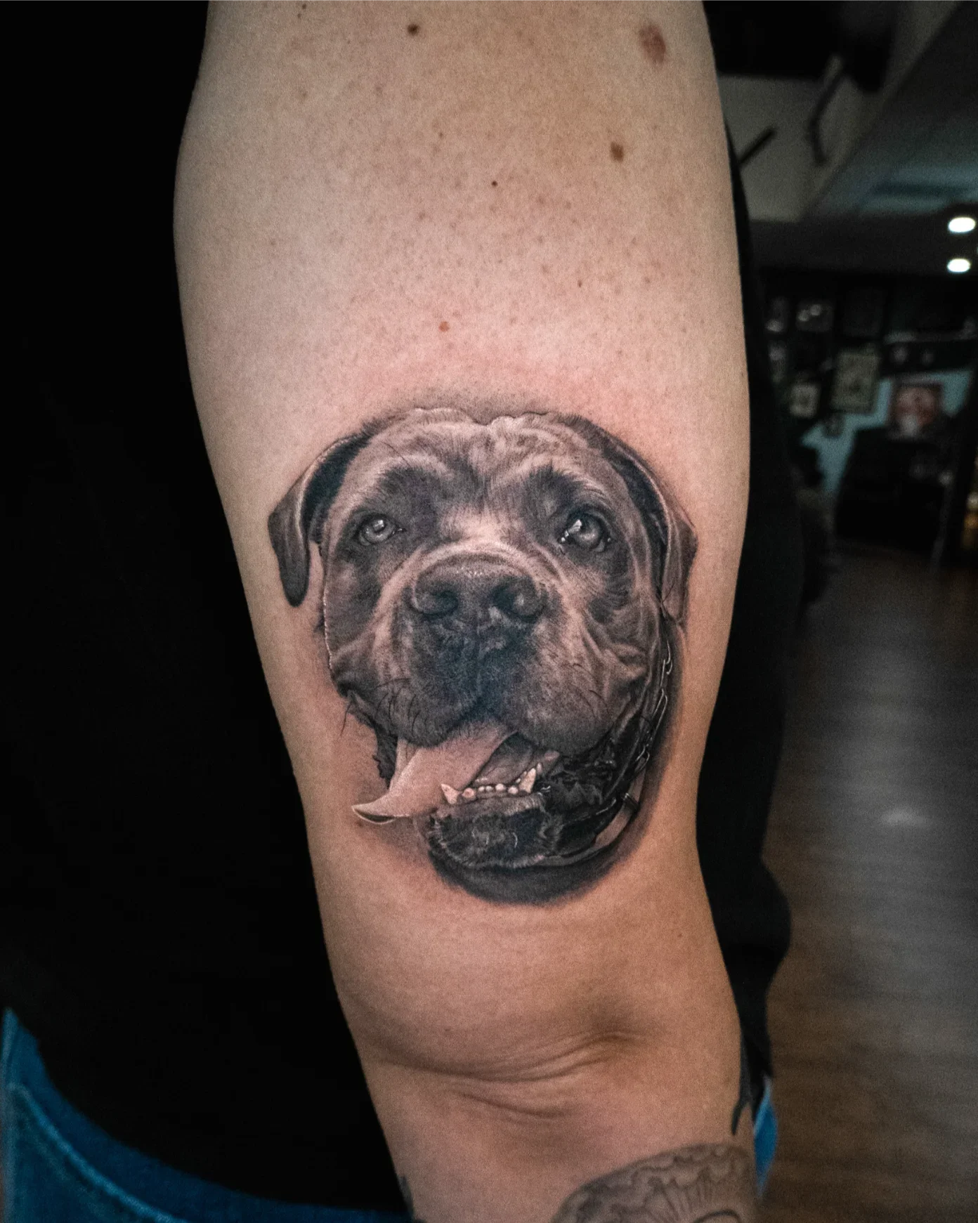 Bulldog by Gibran Gibbs Bracero