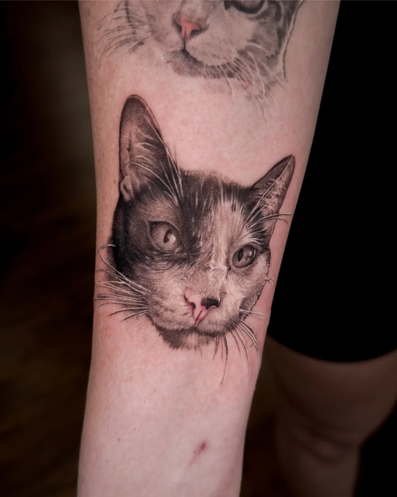 Cat by Gibran Gibbs Bracero