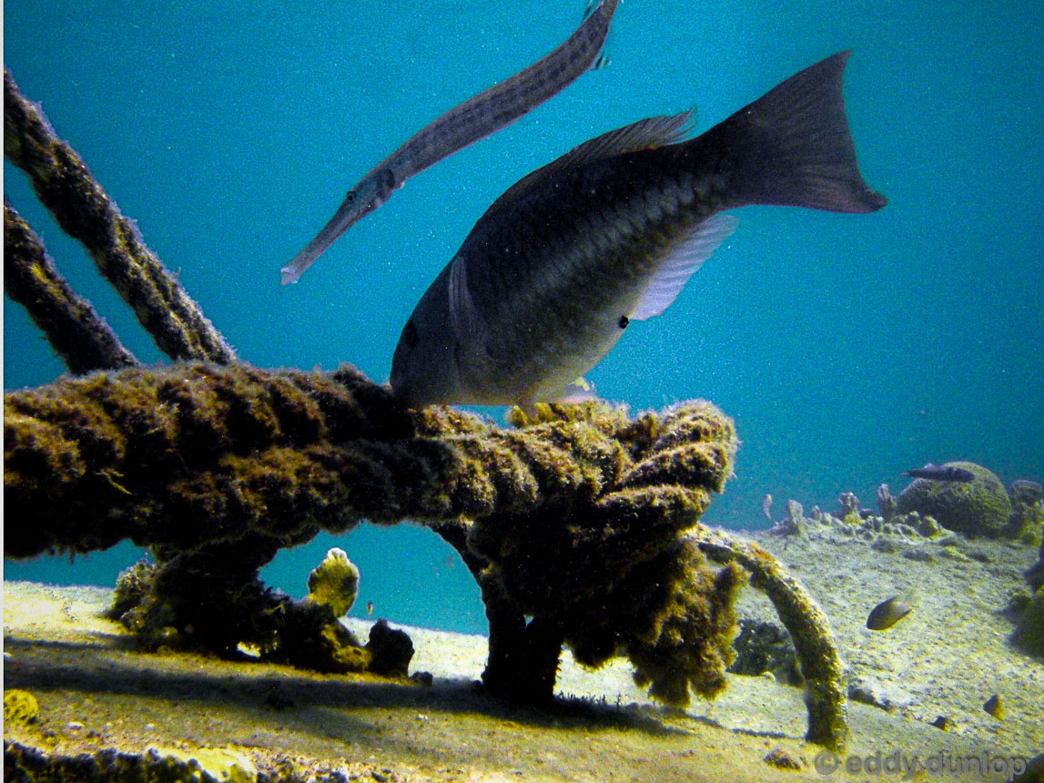 young Queen Parrtot fish with Trupet fish