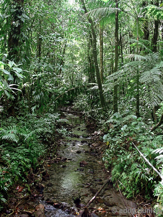 Dominica - Caribbean