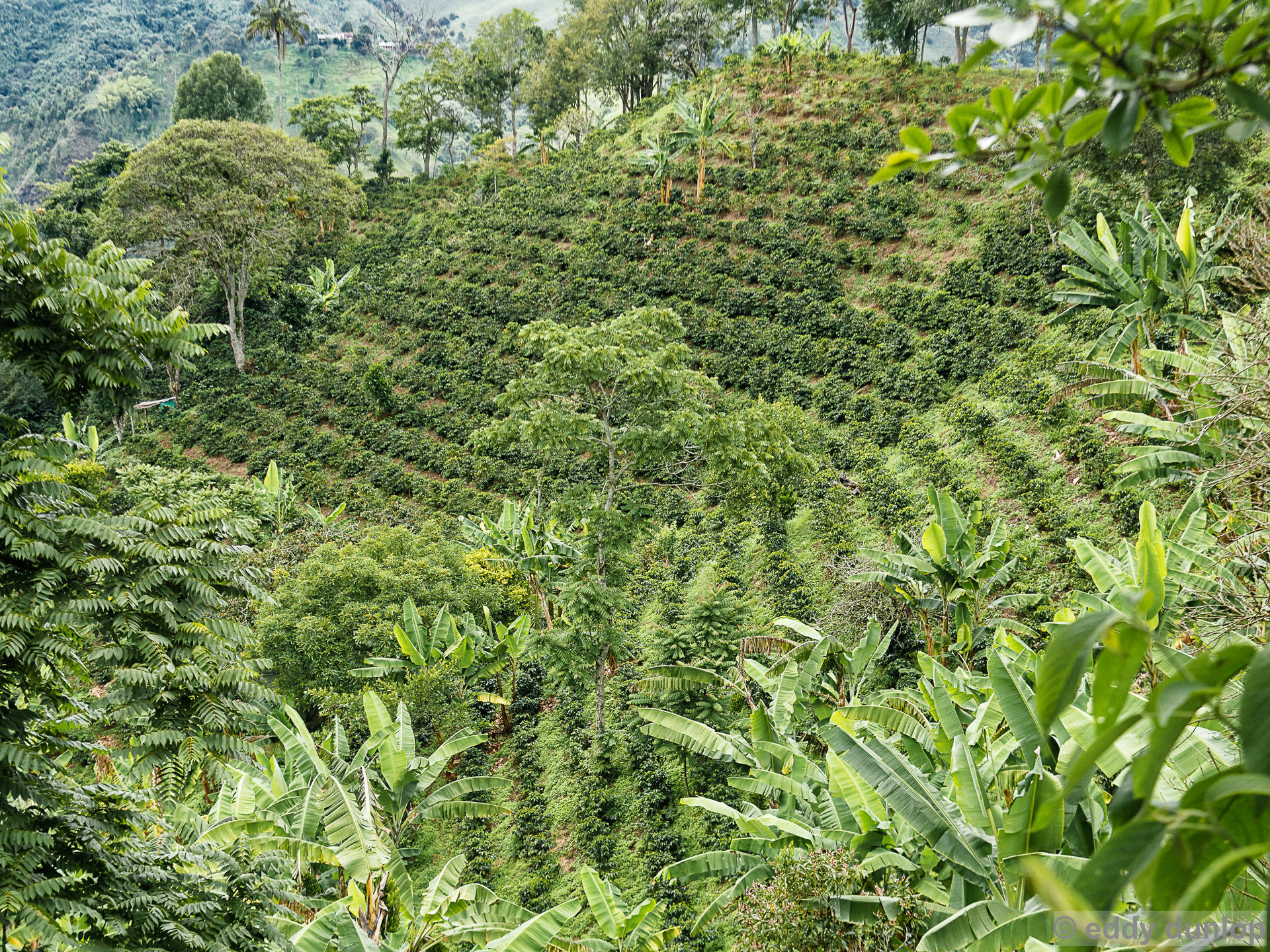 Salento, Quindio
