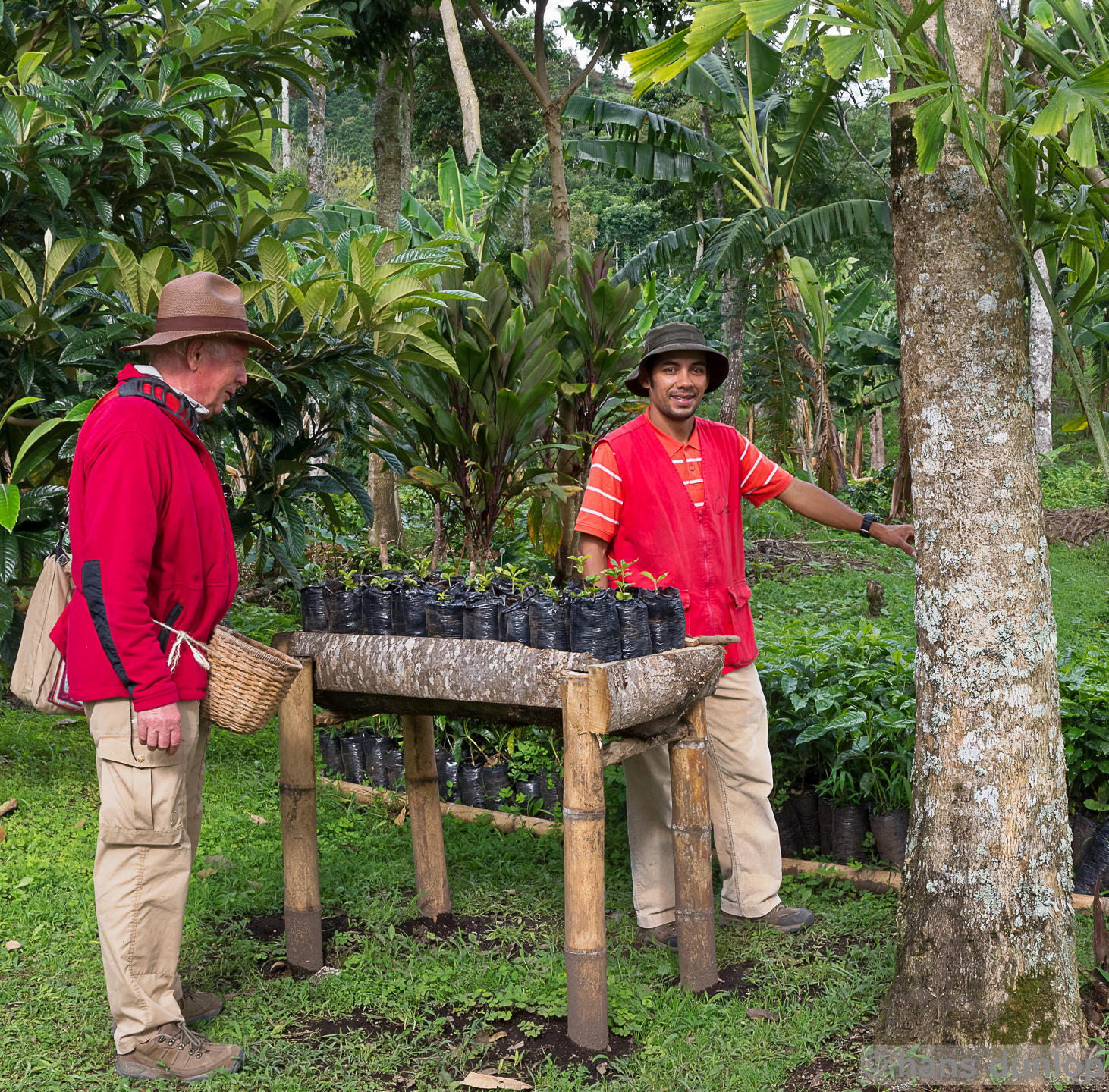 Explanation about growing coffee beans