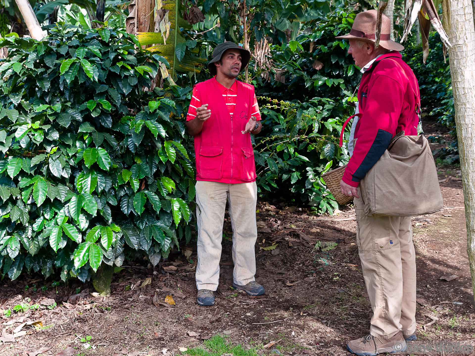 coffee plants like and need shade