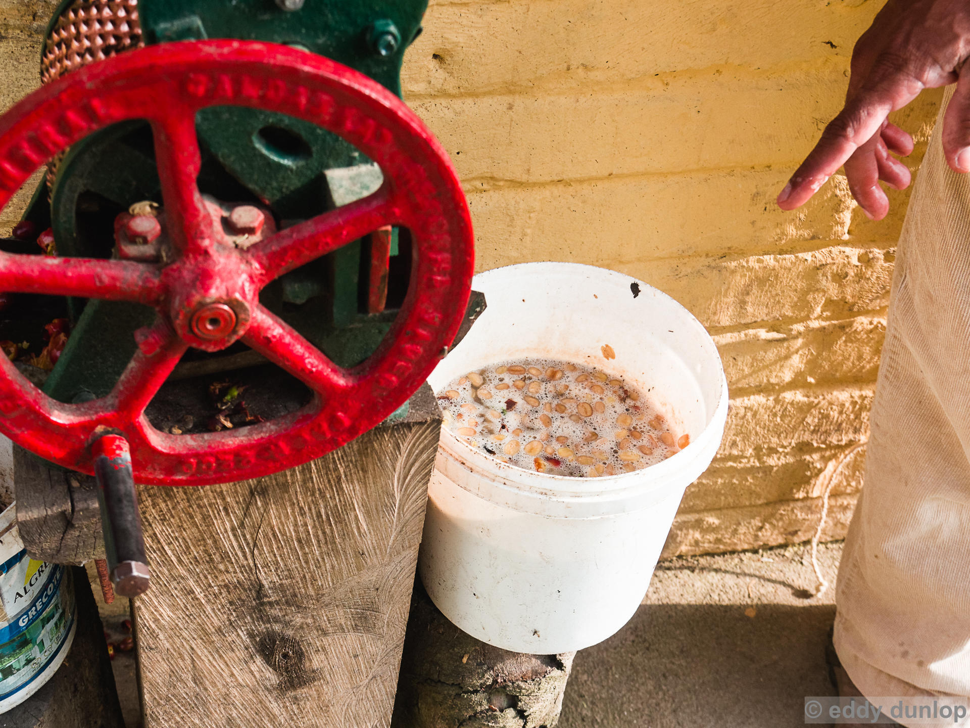 fermenting the skin from the beans