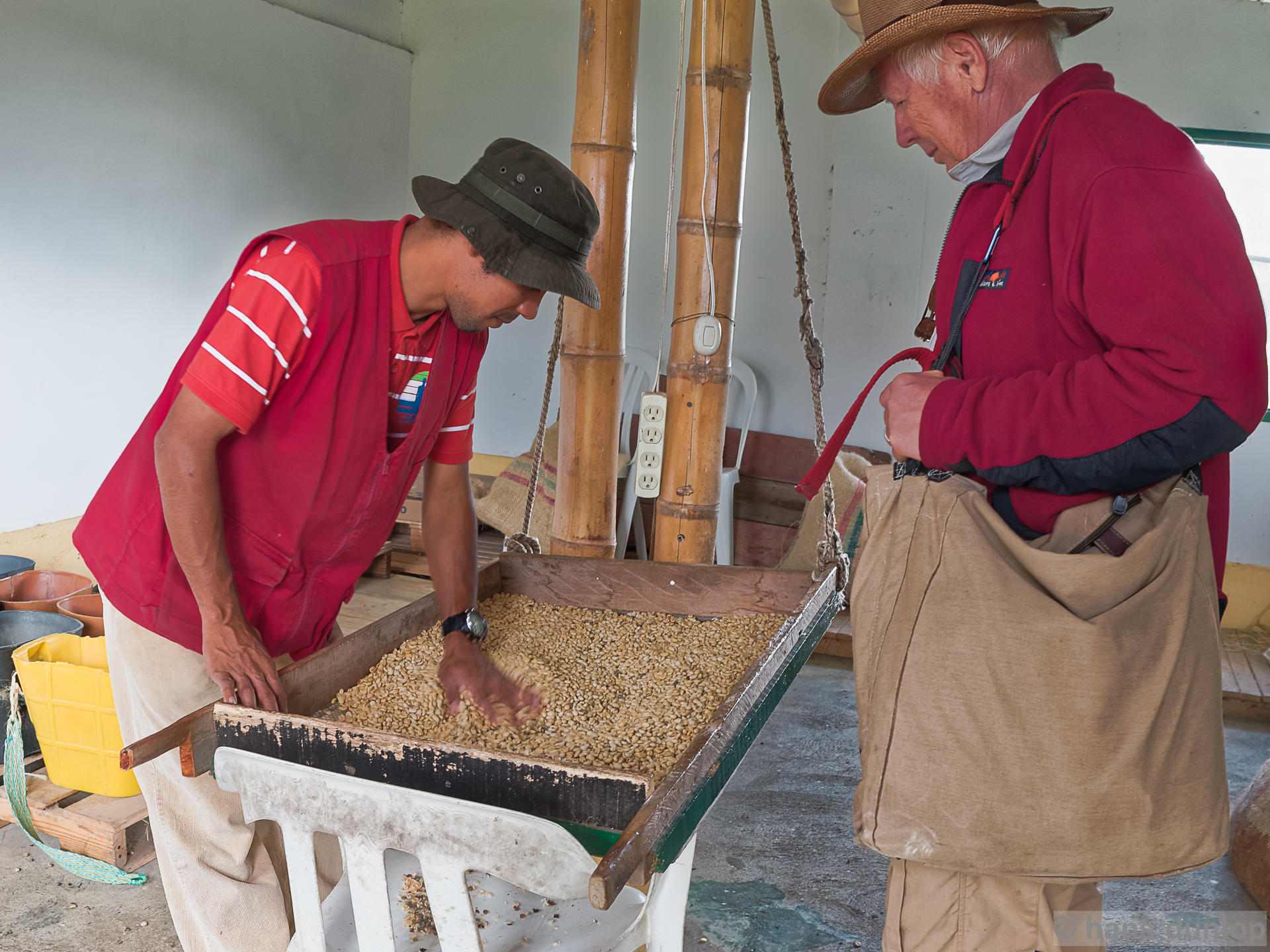sorting the fermented beans