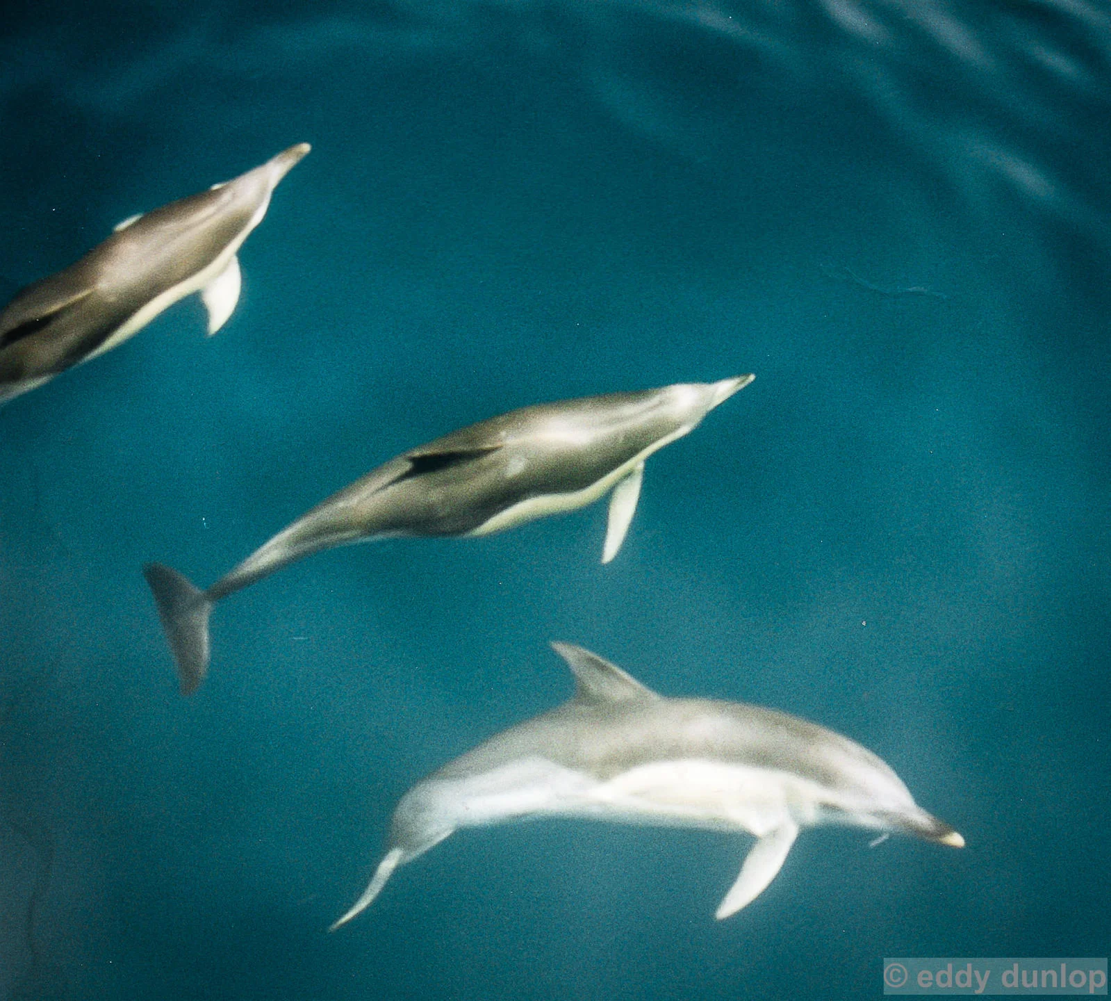 dolphins paying